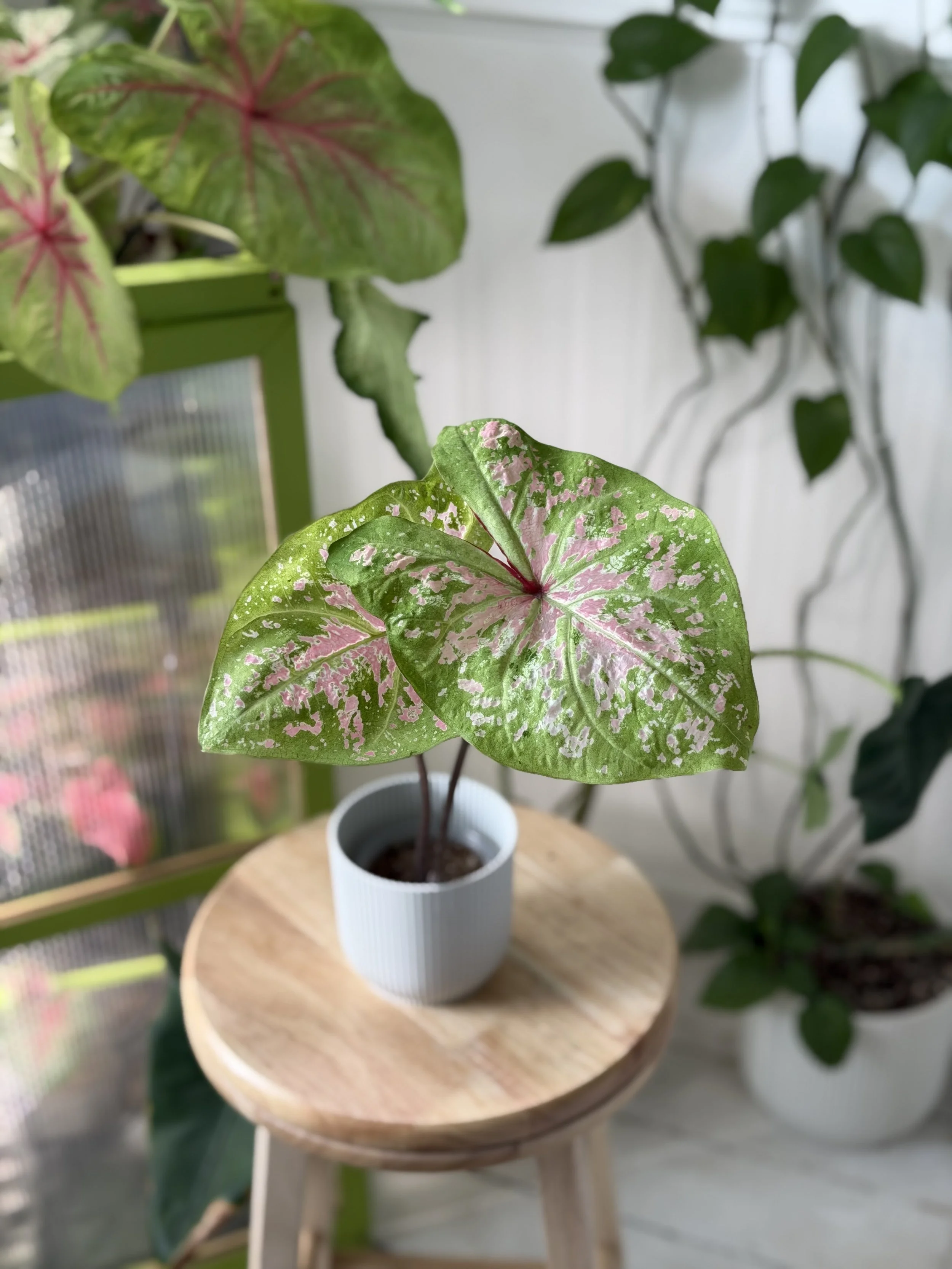 'Seafoam Pink'