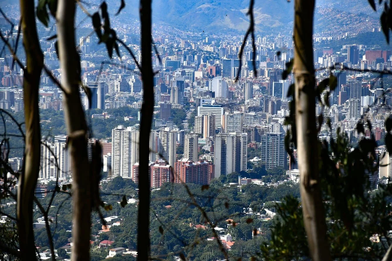 Rascacielos y paisaje urbano vistos a través de los troncos y las ramas de los árboles, con montañas al fondo.