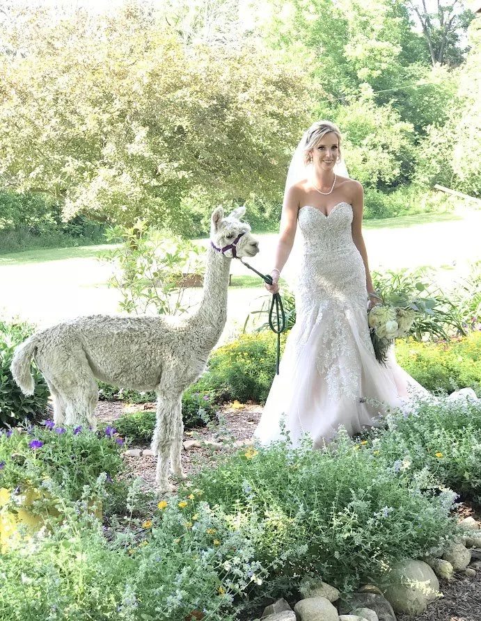 Bride in a wedding gown standing with an alpaca during a photography session rental