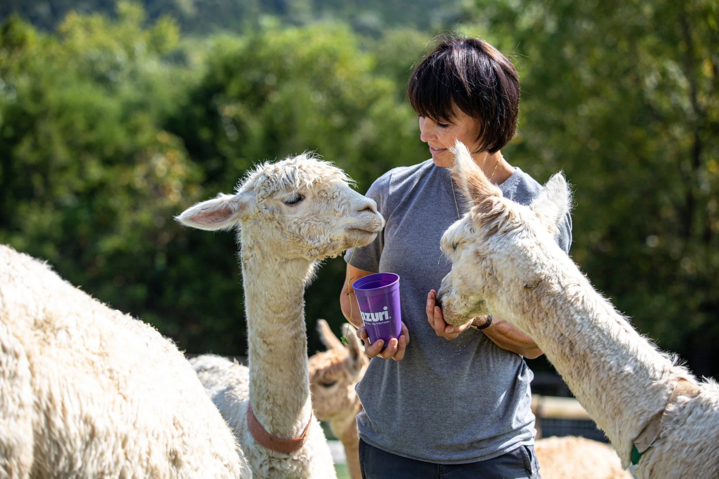 Guest interacting with alpacas during a private tour at Sapphire Charm Alpacas