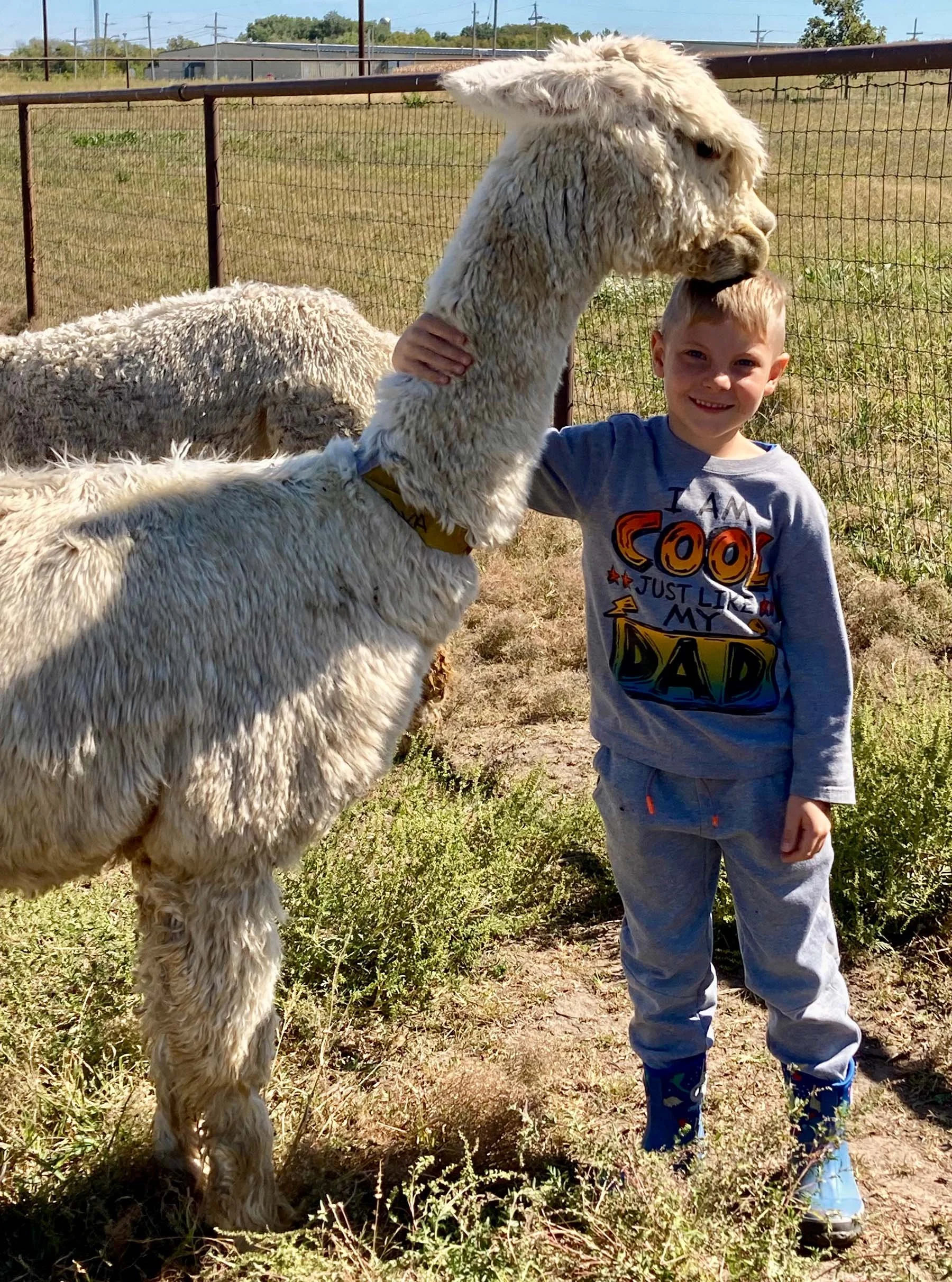 Child walking with a gray alpaca on a farm path