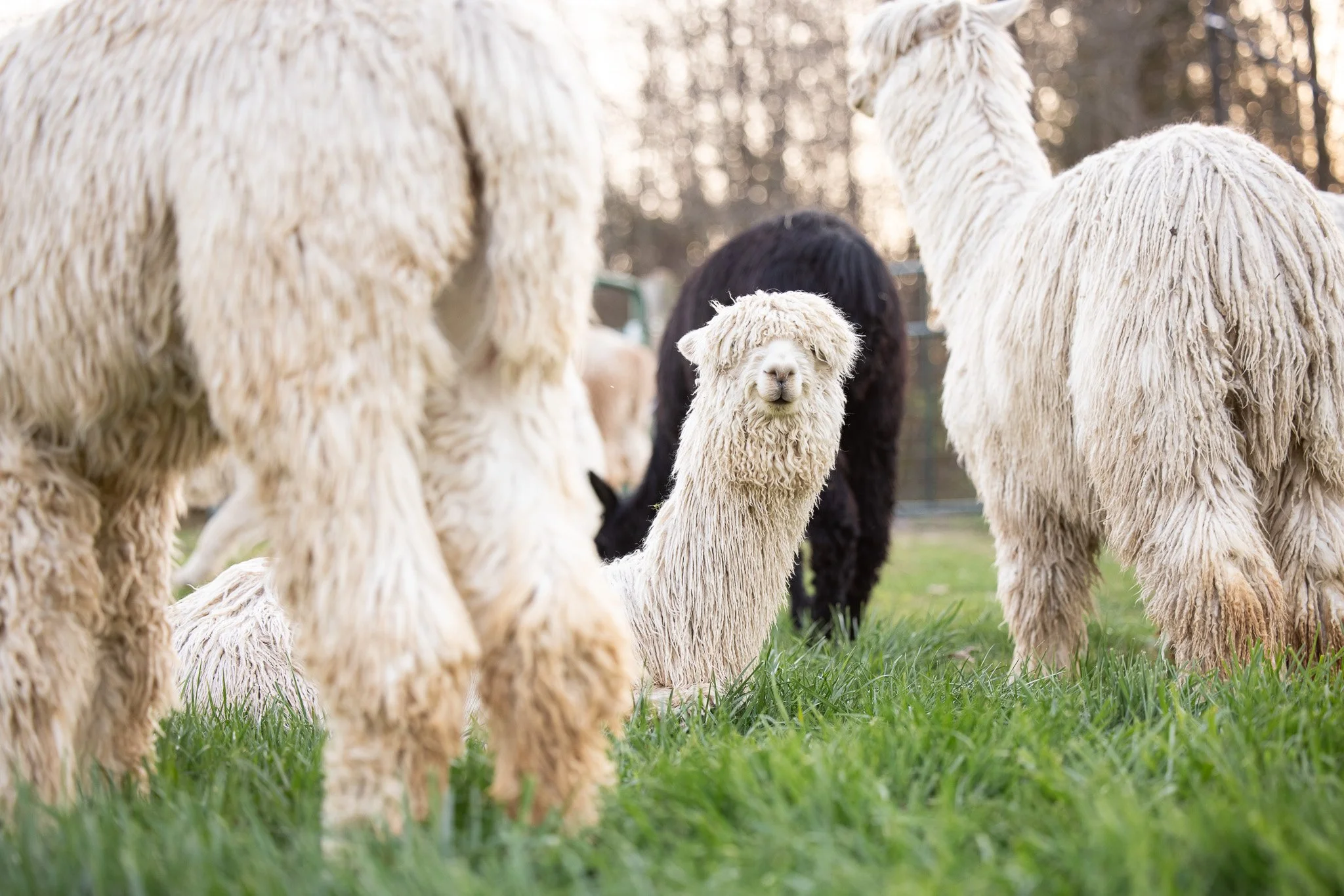 Why Alpacas? A Gentle Introduction to the Animals We Love