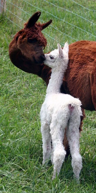 brn mom and cria.jpg