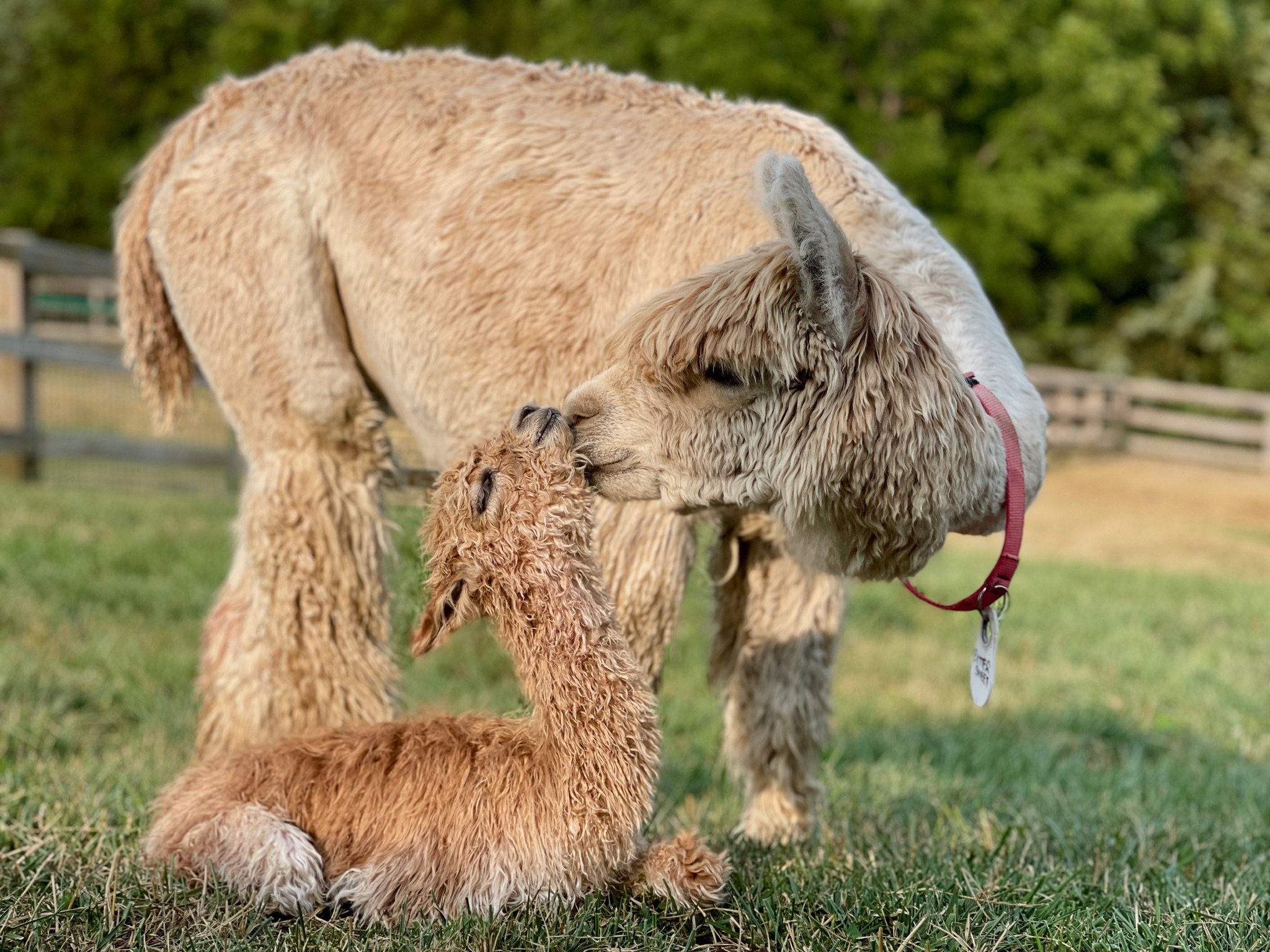 Alpaca grazing in the pasture at golden hour at Sapphire Charm Alpacas