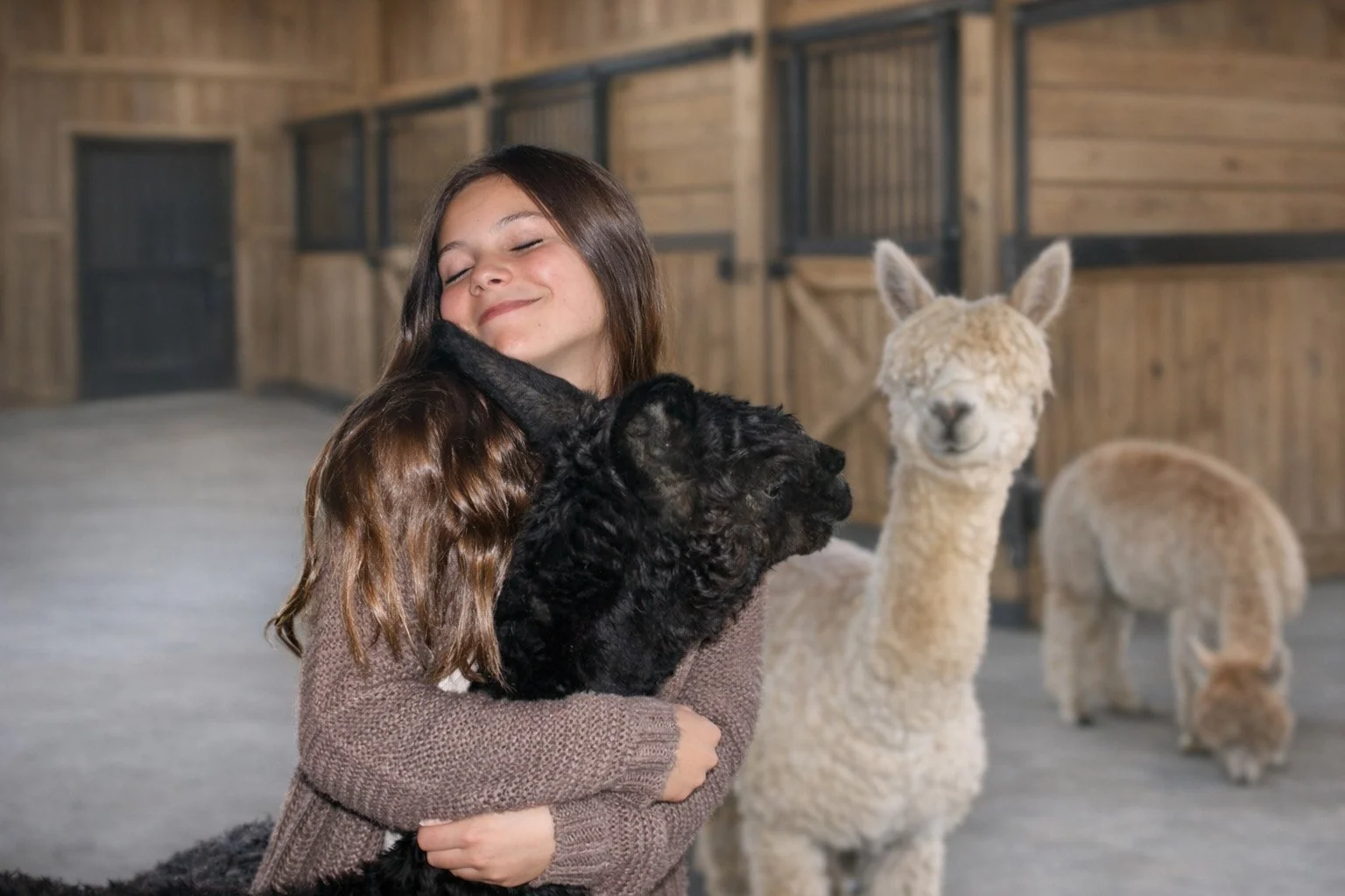 Woman holding a dark brown alpaca inside a barn at Sapphire Charm Alpacas