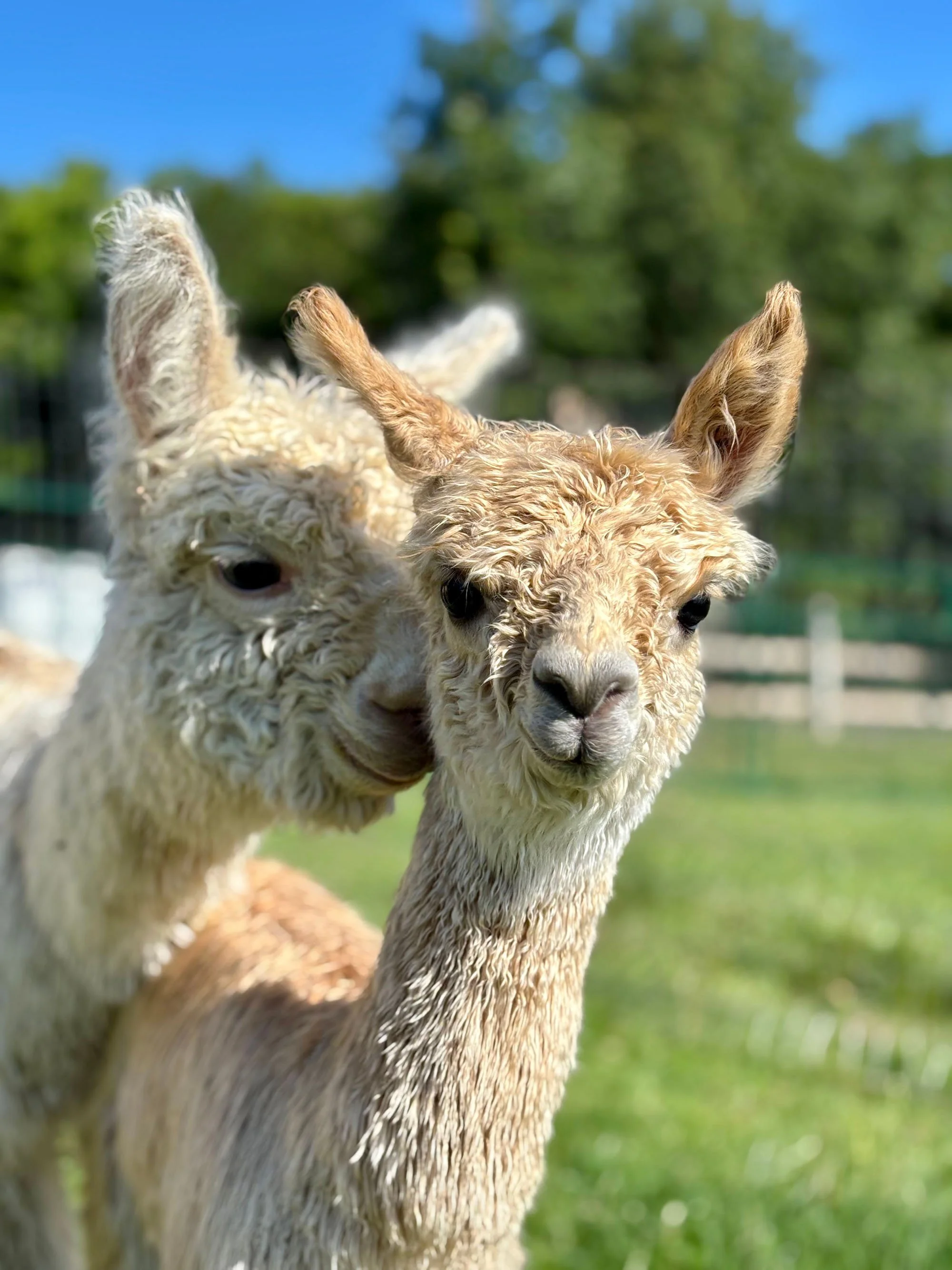 Group of alpacas standing together at Sapphire Charm Alpacas