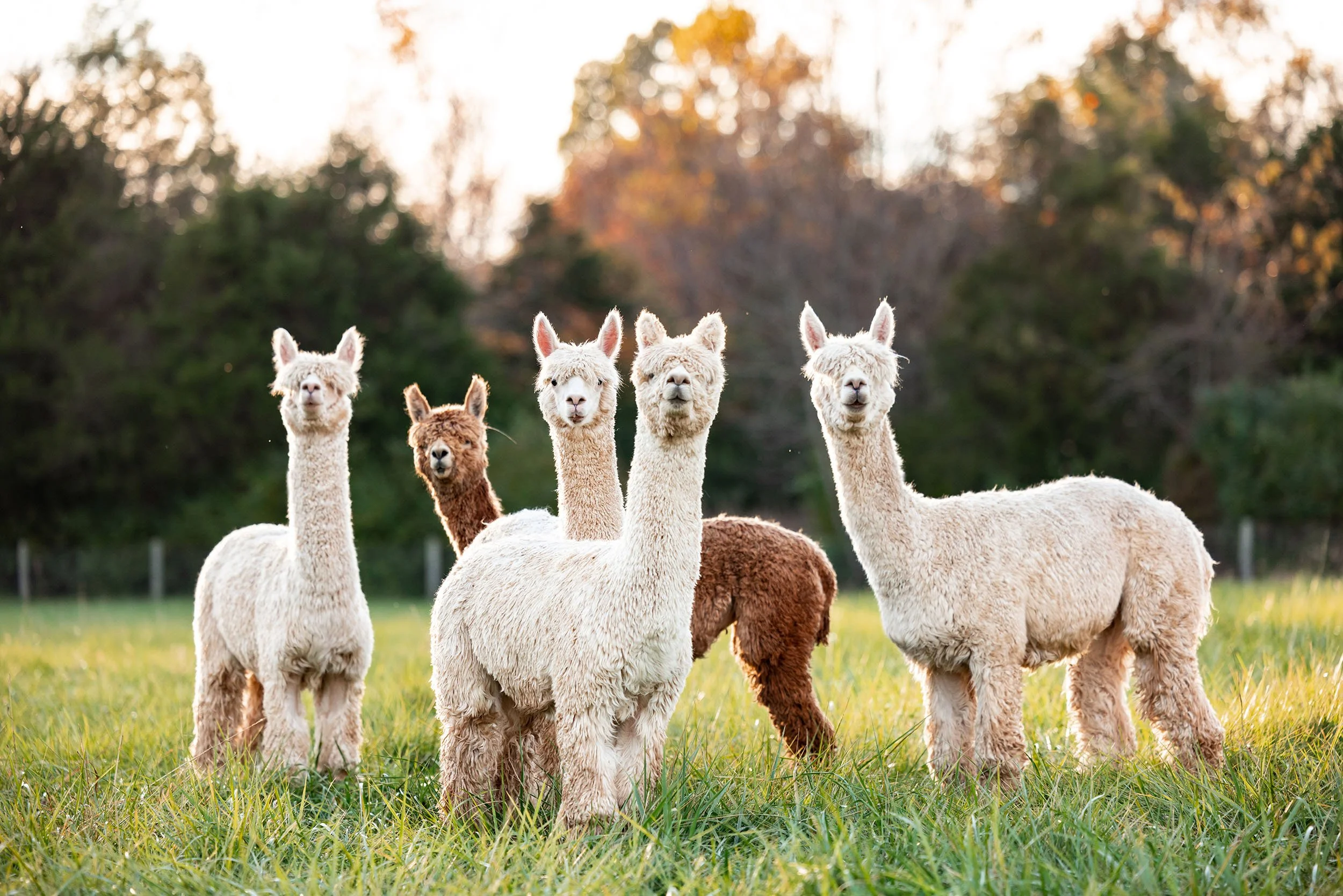 Alpacas grazing in a scenic pasture setting for photography sessions