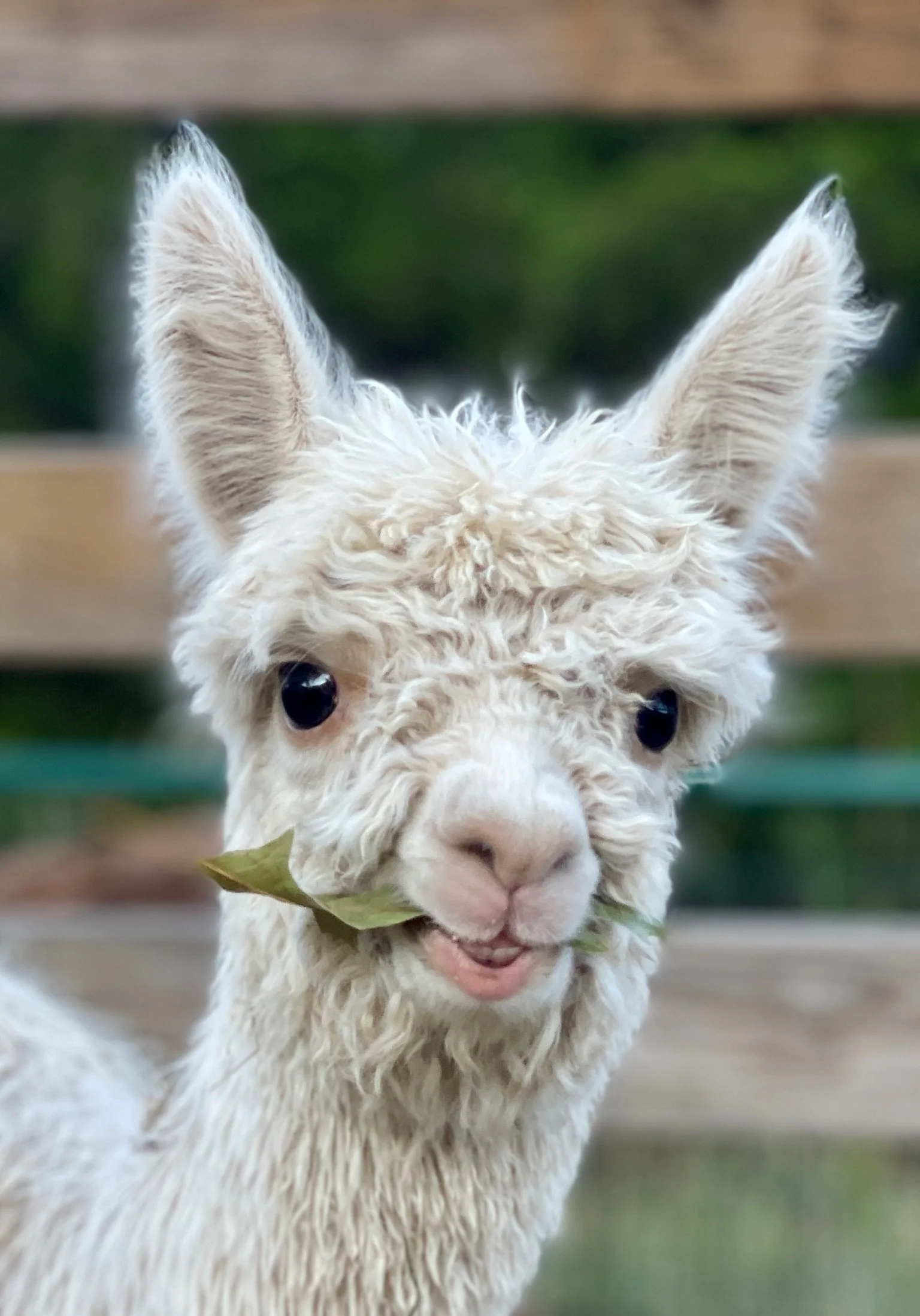 Close-up portrait of an alpaca at Sapphire Charm Alpacas