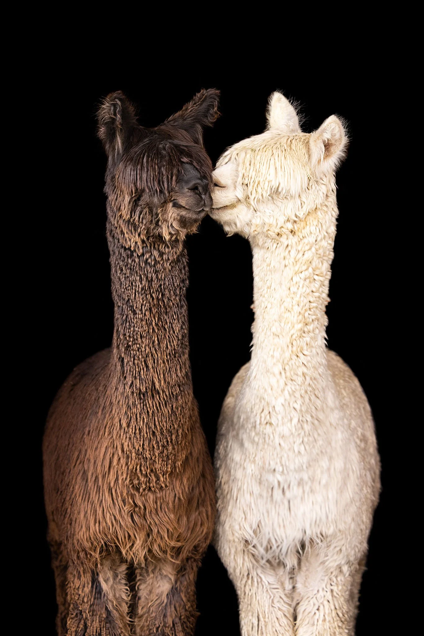 Two alpacas standing side by side in a close-up portrait