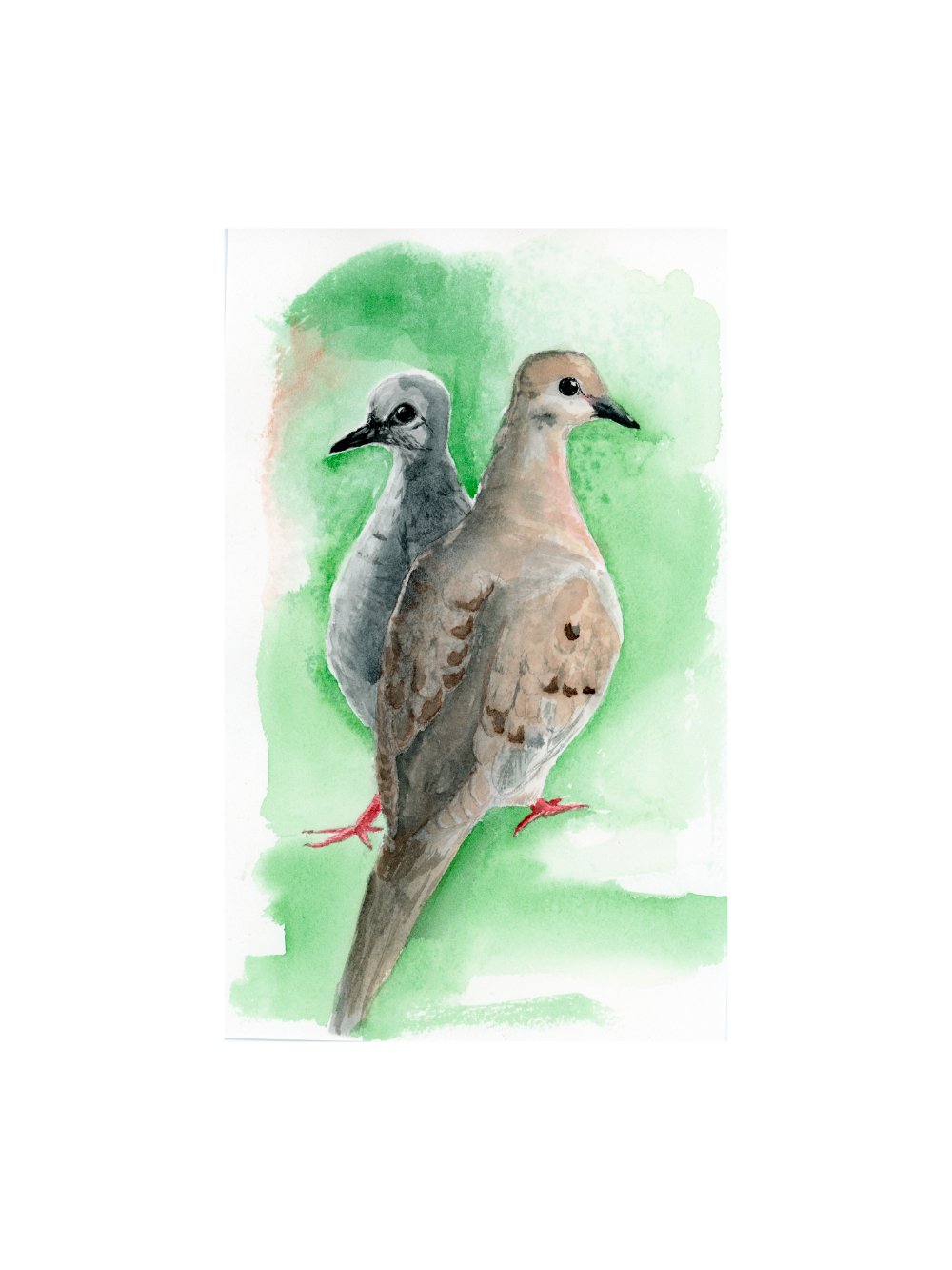 Love Birds, or Mourning Doves