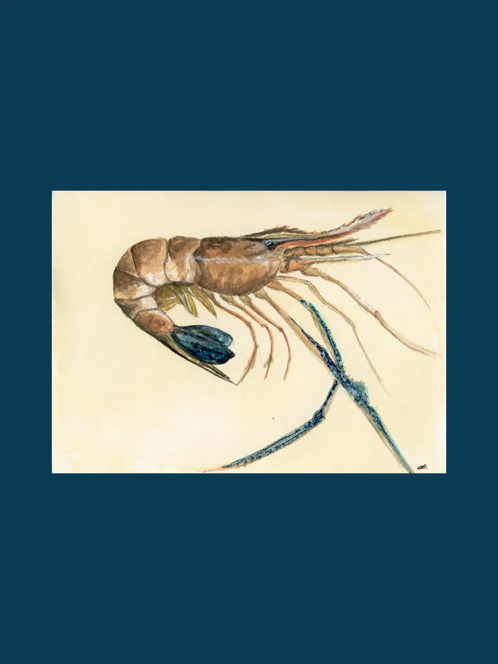 Blue Legs Prawn