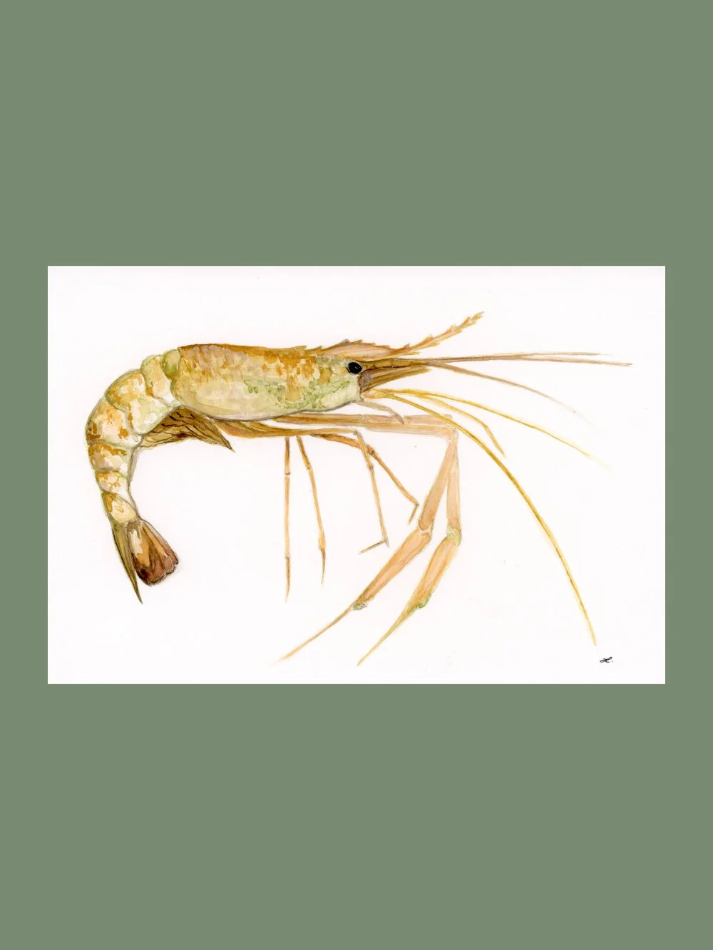 Yellow Green Prawn