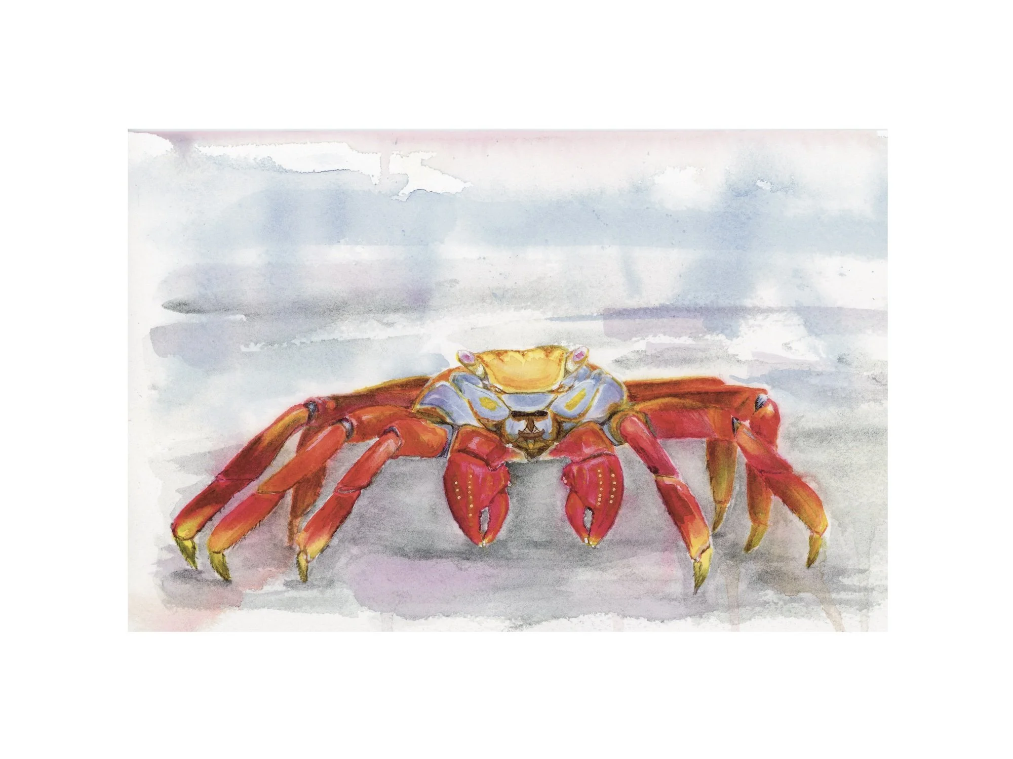 Direct Crab - WEB.jpg