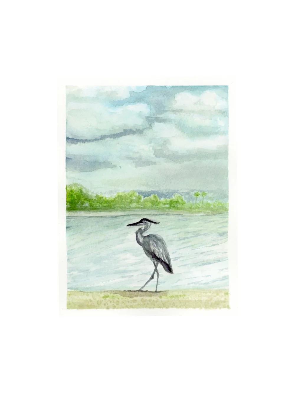 Great Blue Heron