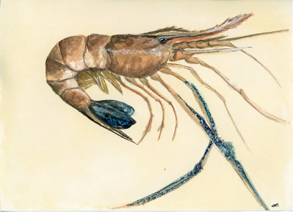 Prawn 4 - original - WEB.jpg