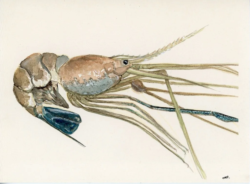 Prawn 3 - Blue Belly - WEB .jpg