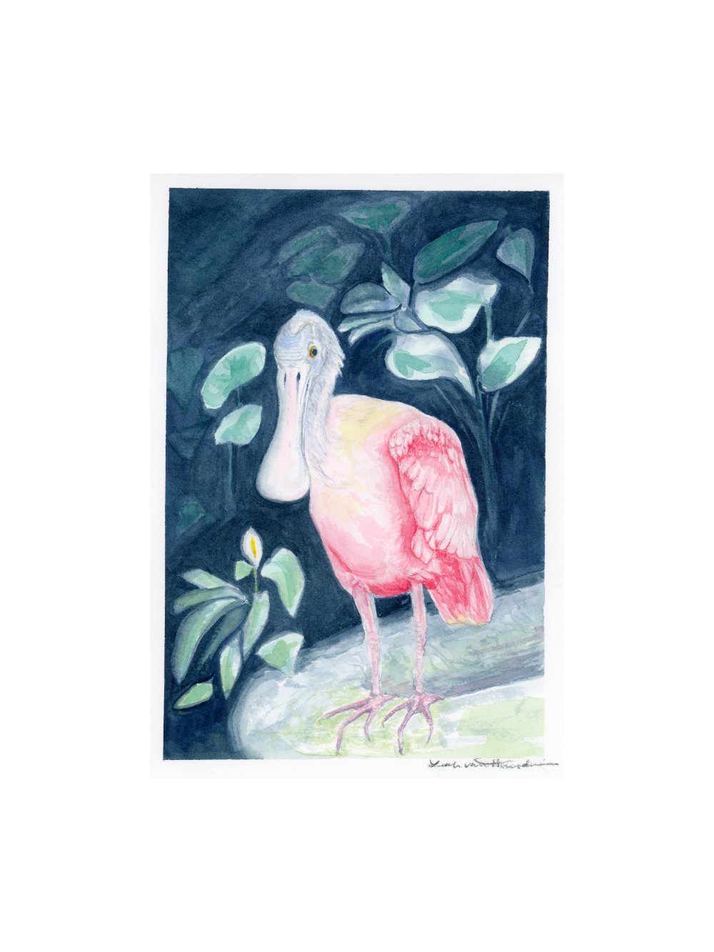 Roseate Spoonbill
