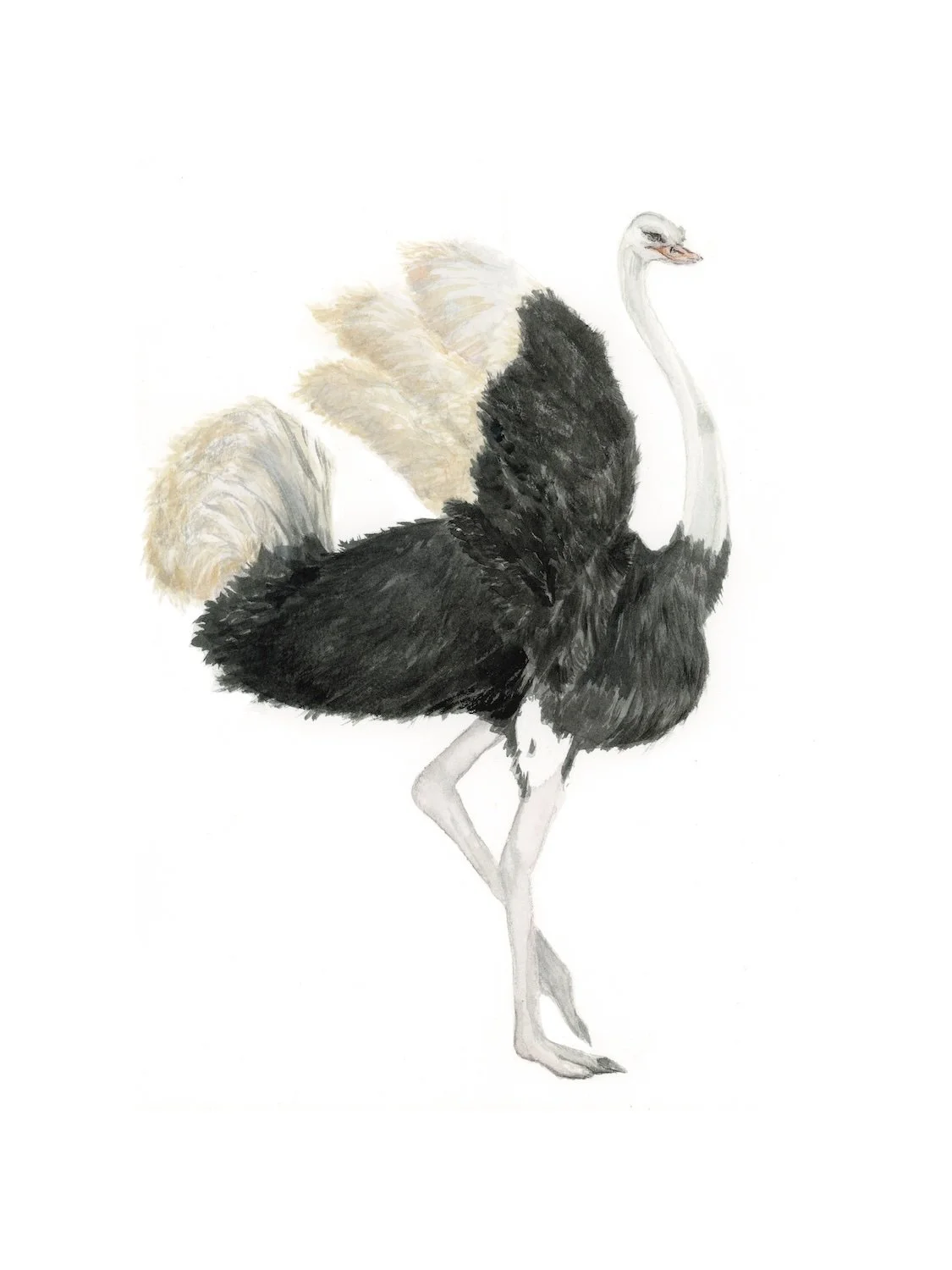 Daddy Ostrich Long Legs