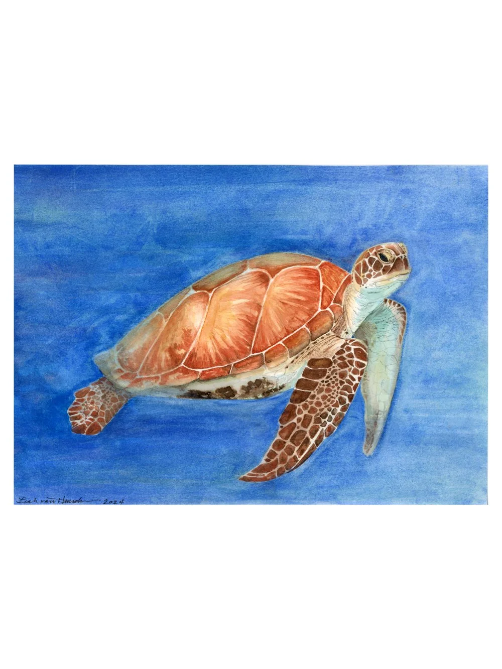 Deep Sea Green Turtle