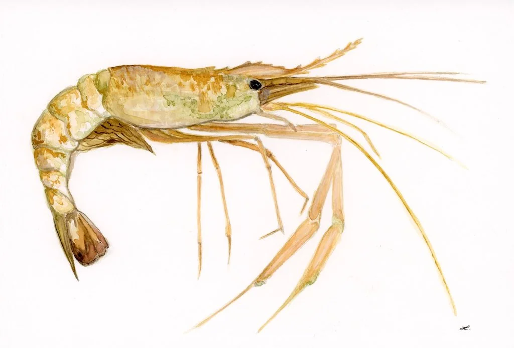 Prawn 1 - original - WEB.jpg