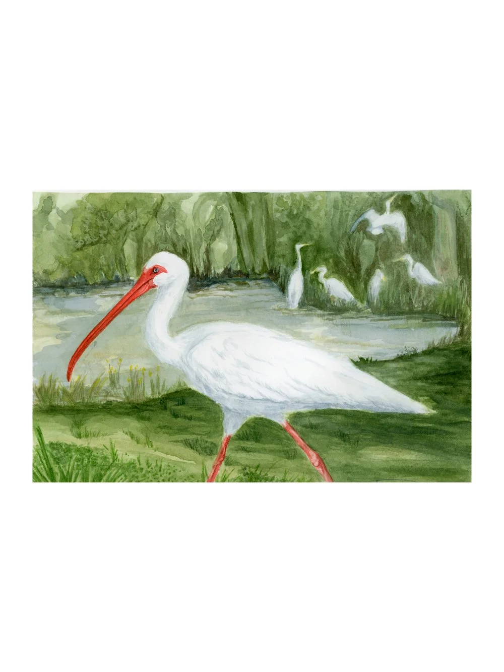 White Ibis