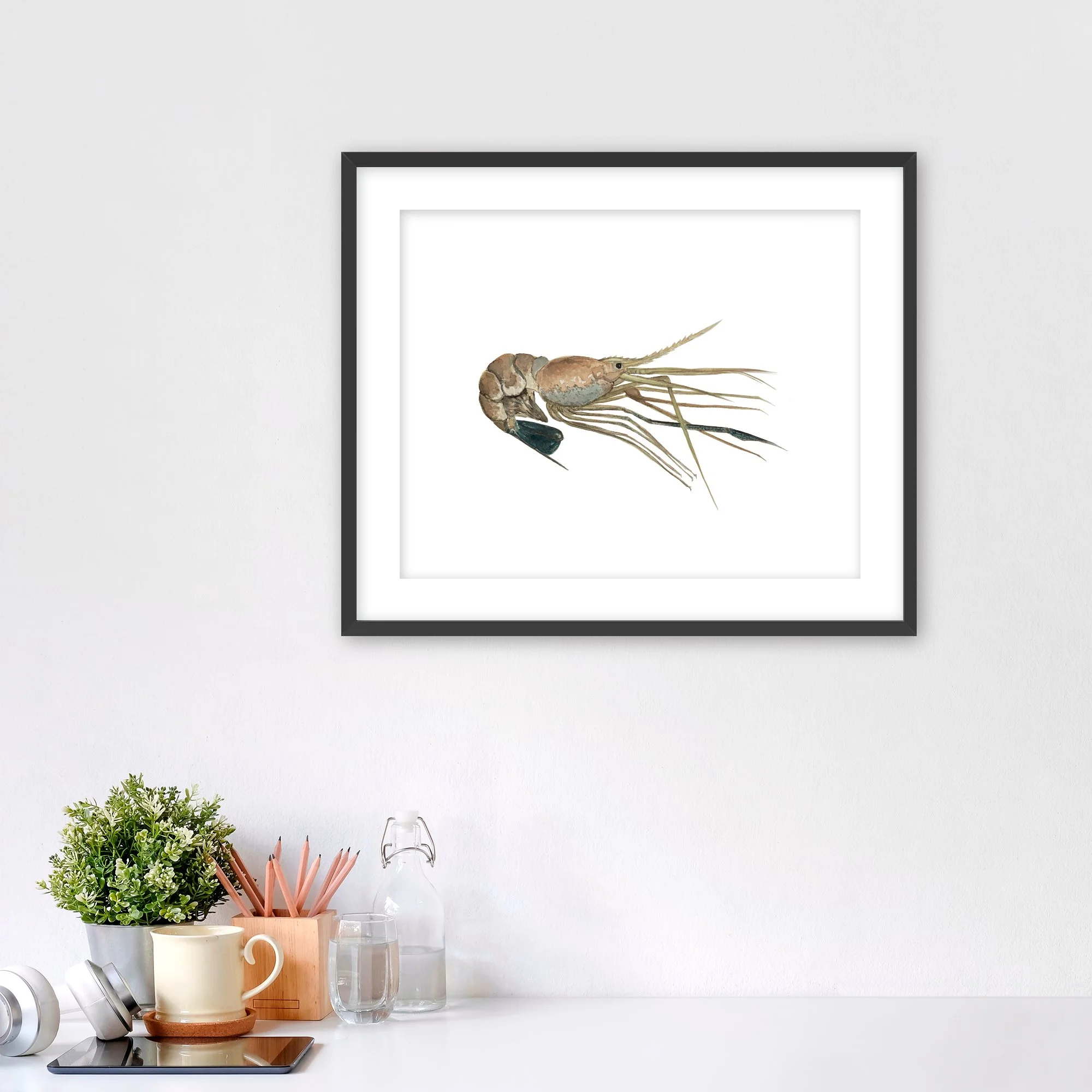 BlueBellyPrawn Lg Fr.jpg