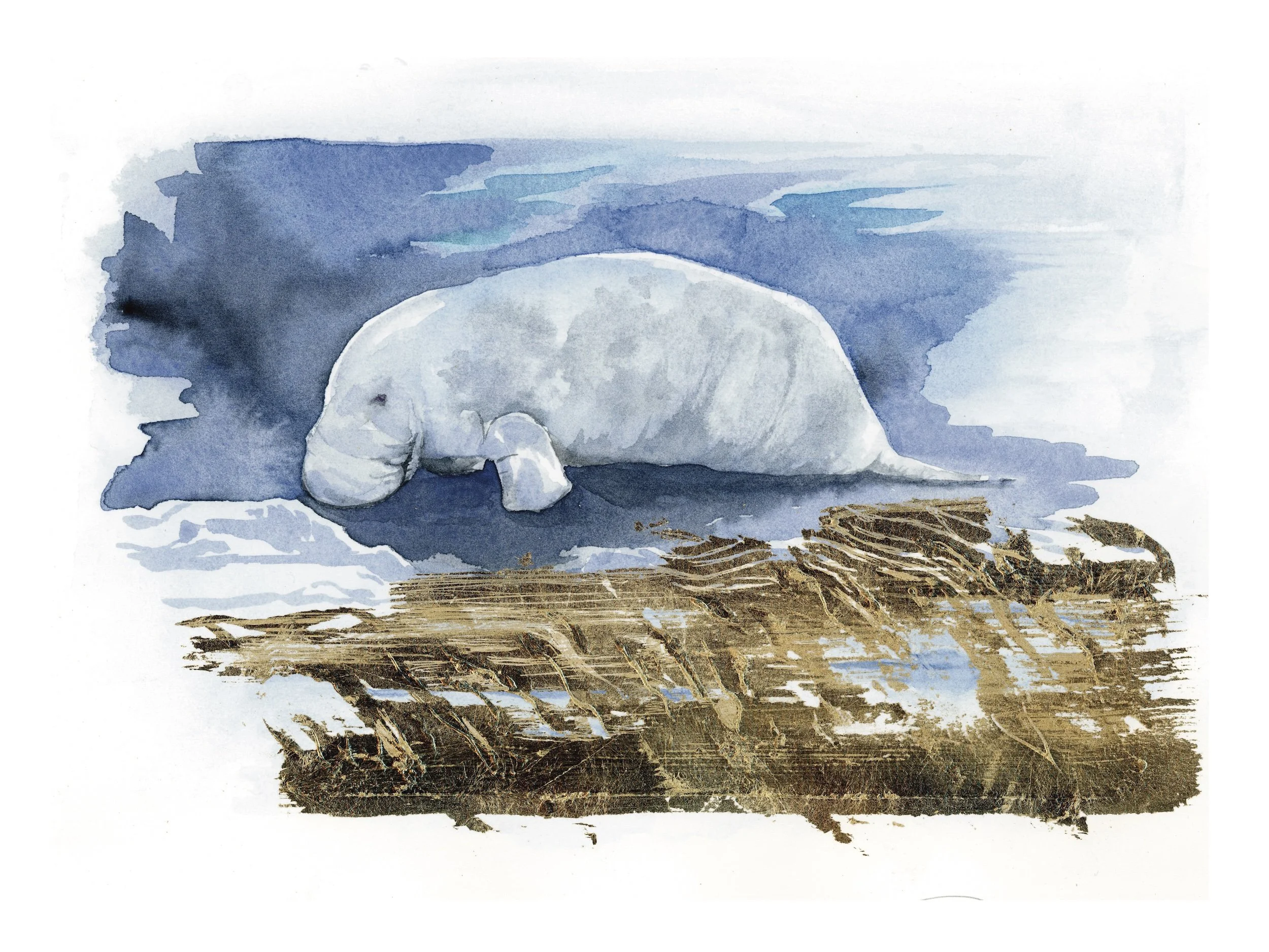 Watercolor painting of a white seal resting on a brown nest or driftwood, with a blue sky in the background.