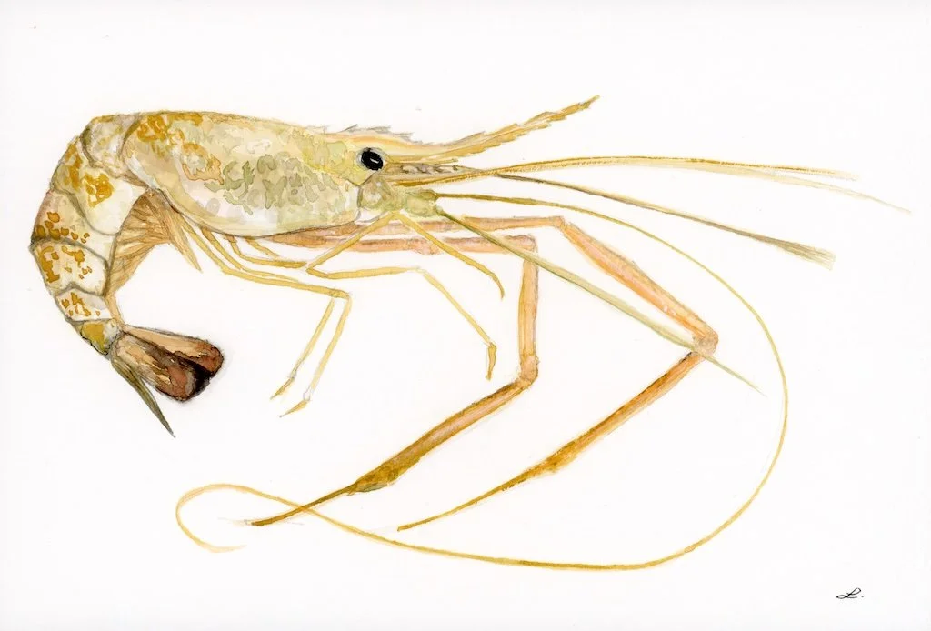 Prawn 2 - Yellow and Pink - WEB.jpg