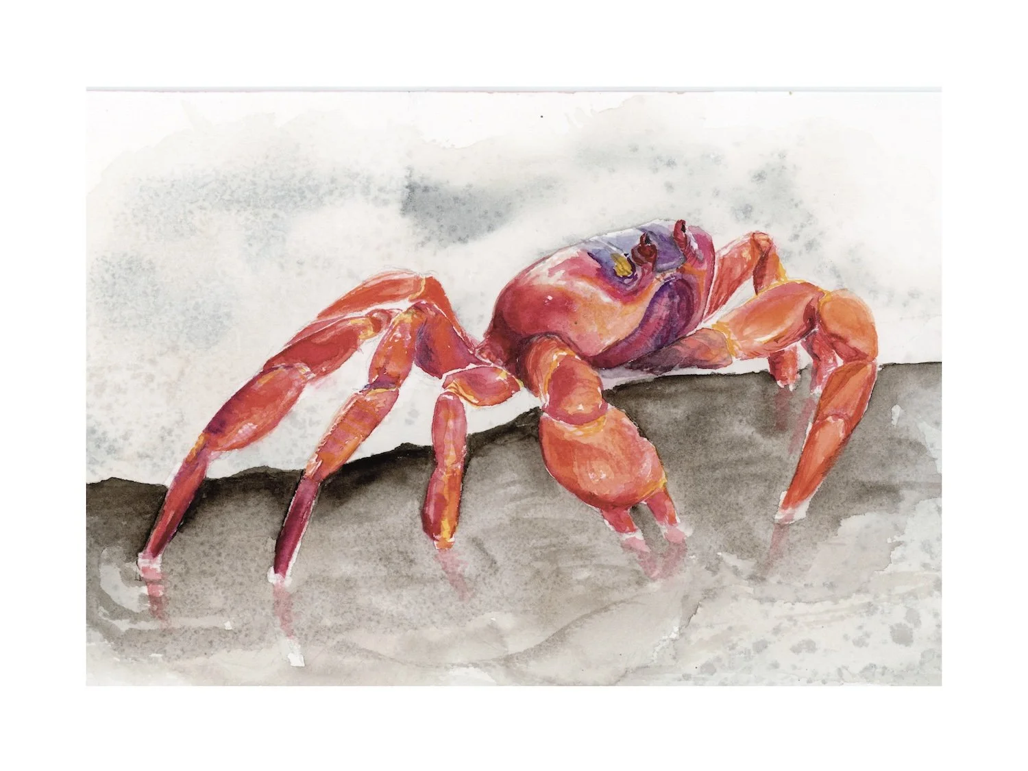 Red Crab For Christmas - WEB.jpg