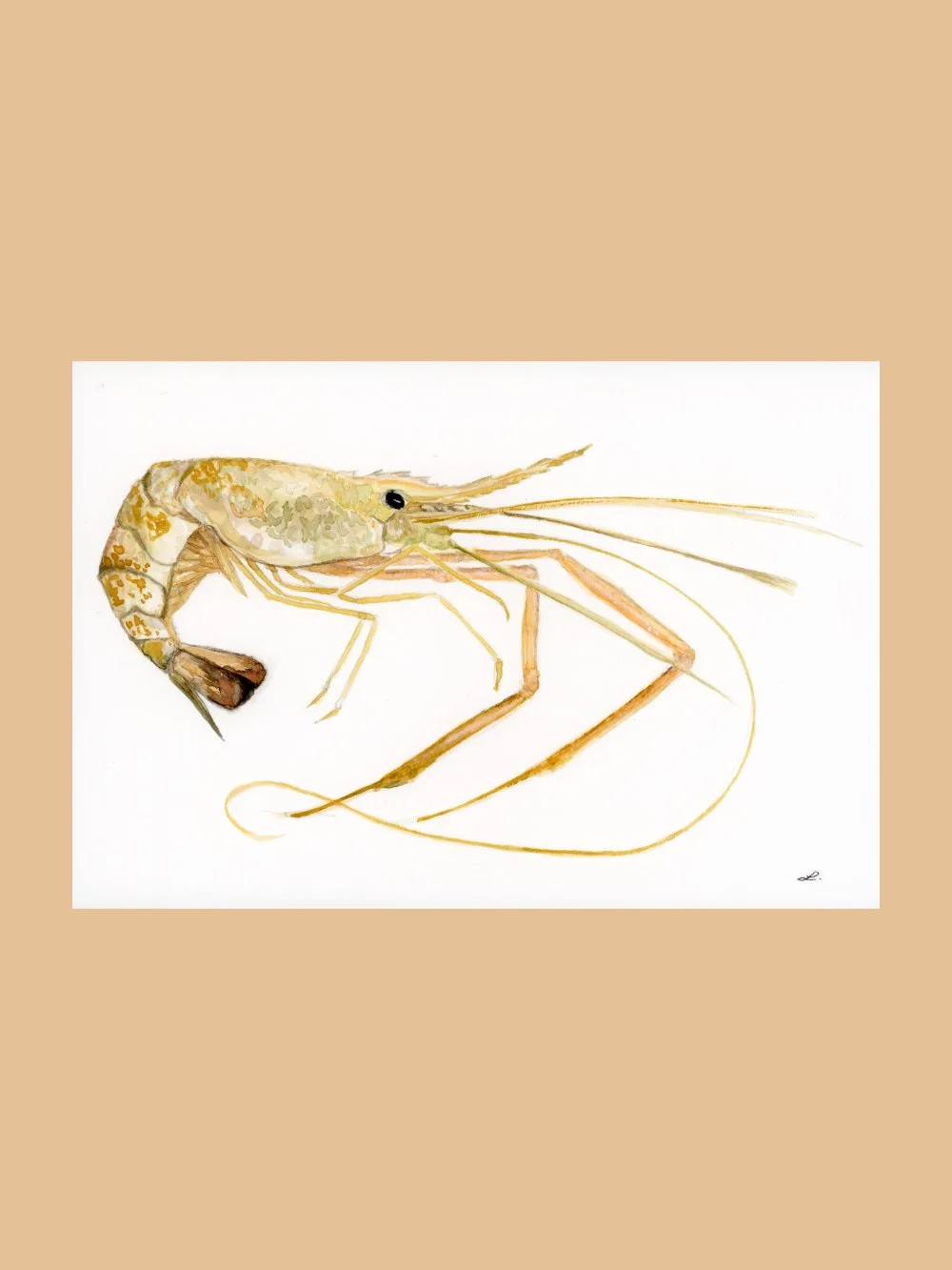 Yellow and Pink Prawn