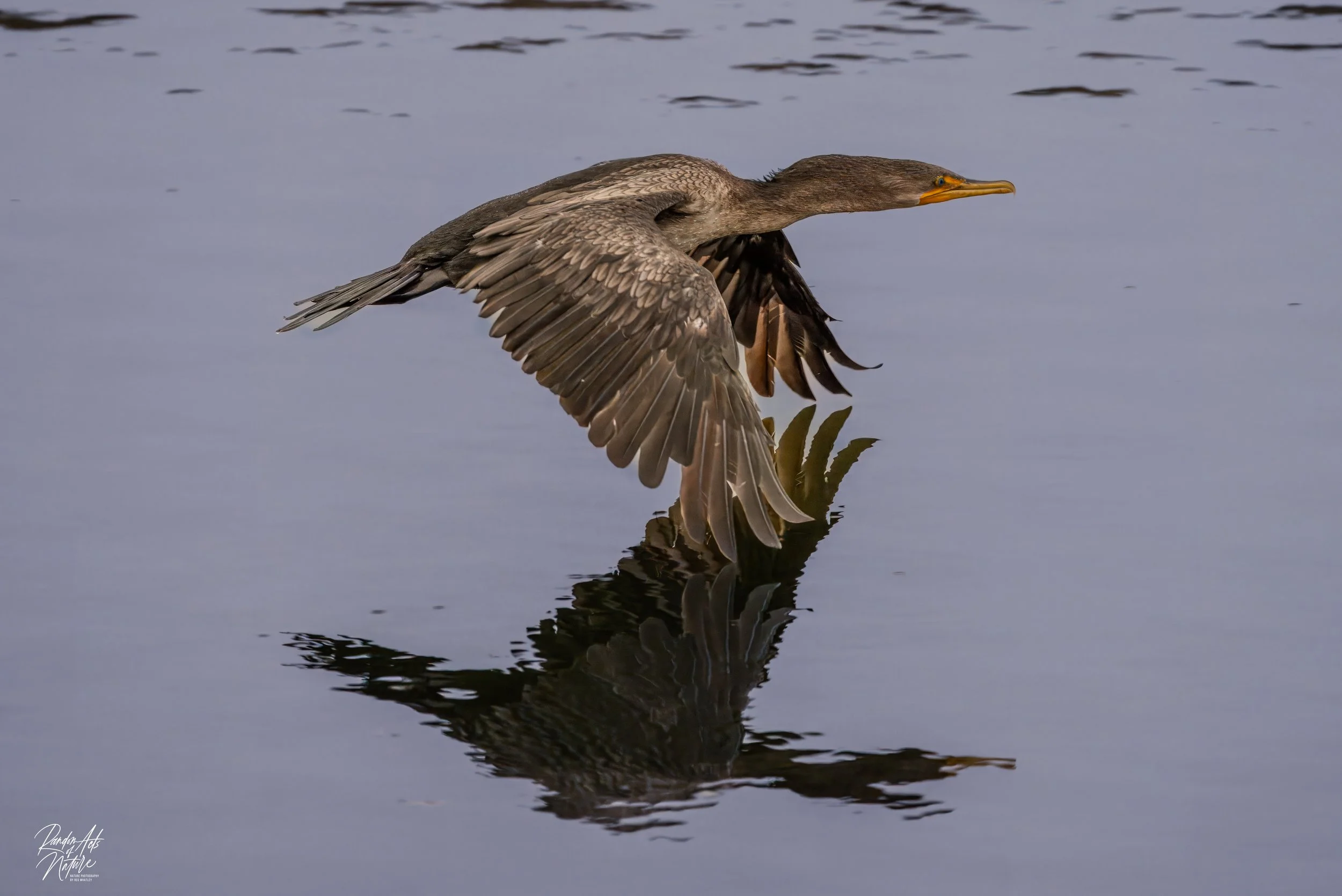 Cormorant BIF  01-09-2024 W.jpg