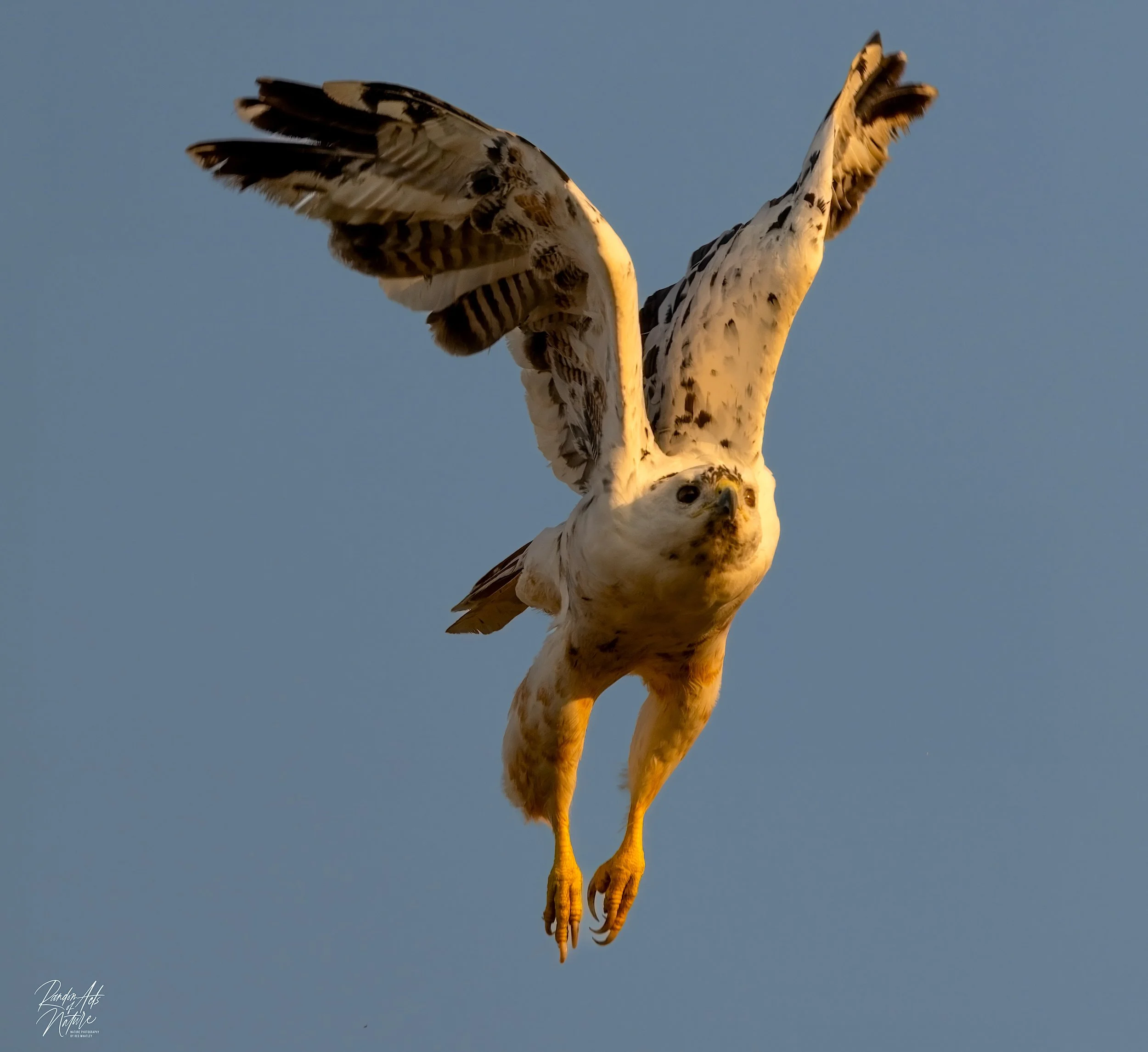 2024_09_09_Leucistic_Red_tailed_Hawk.jpg