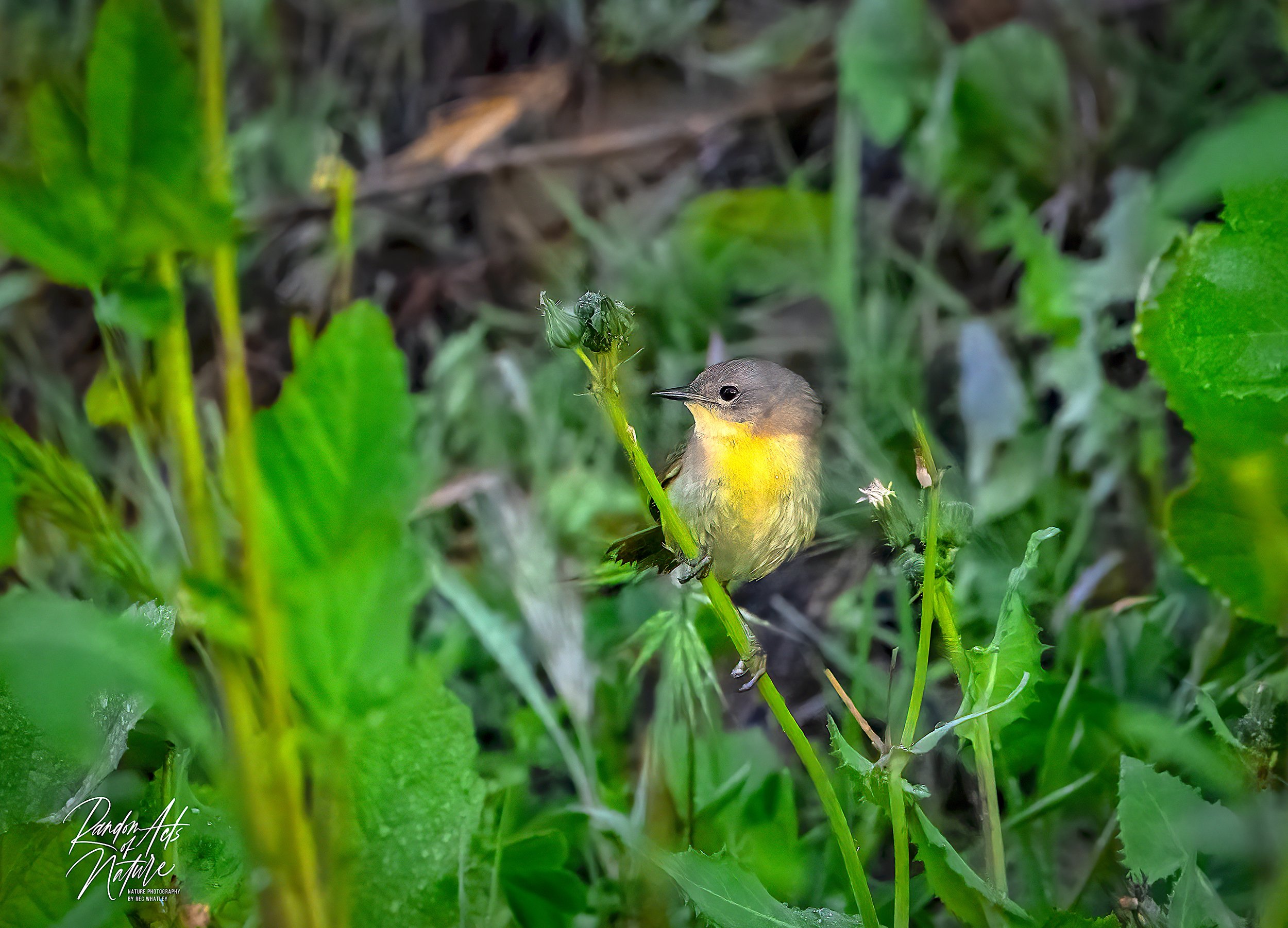 Yellow Rumped Warbler 05-05-2020 W-2aa.jpeg