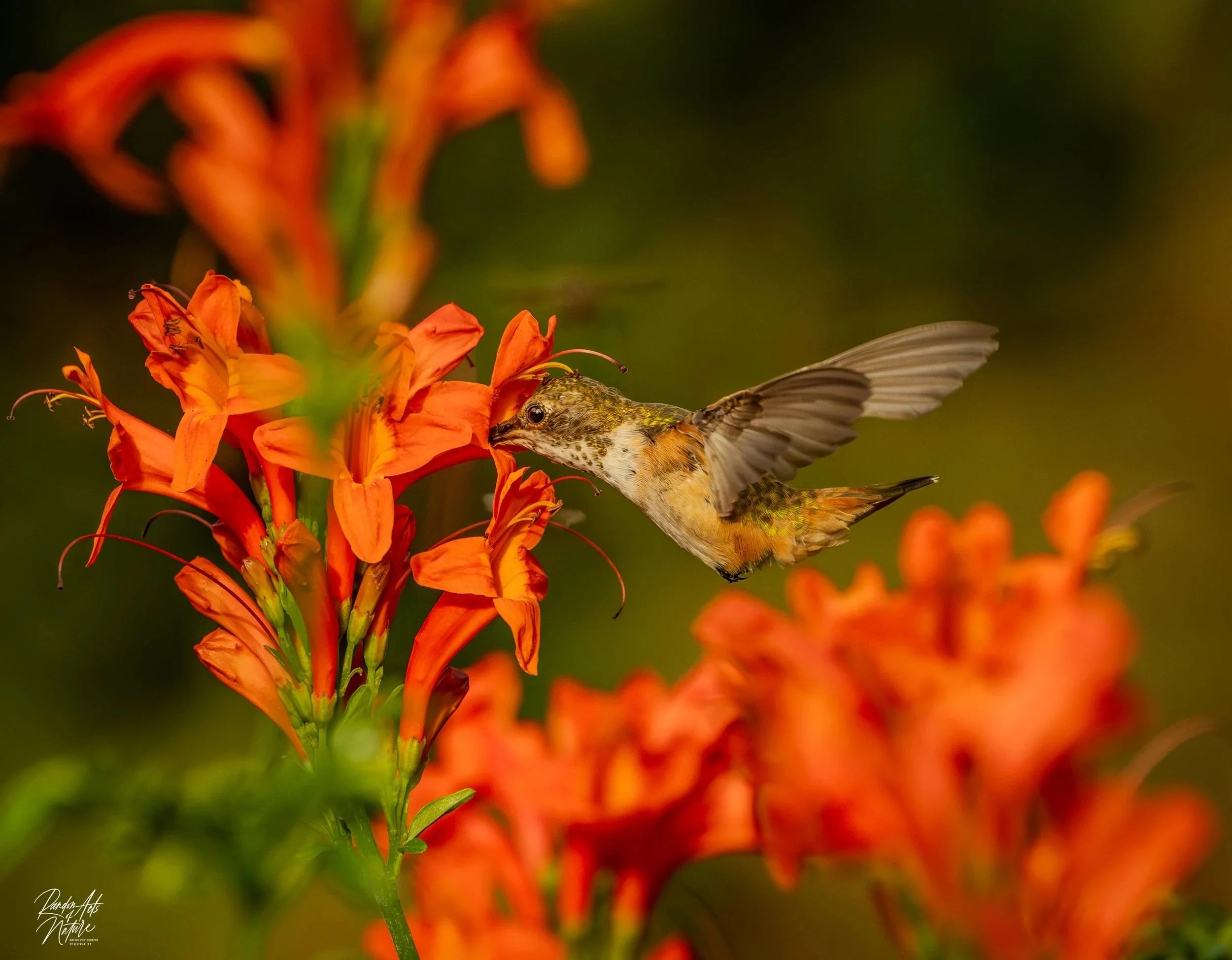 Annas+Hummingbird++26-08-2024+W-2.jpg