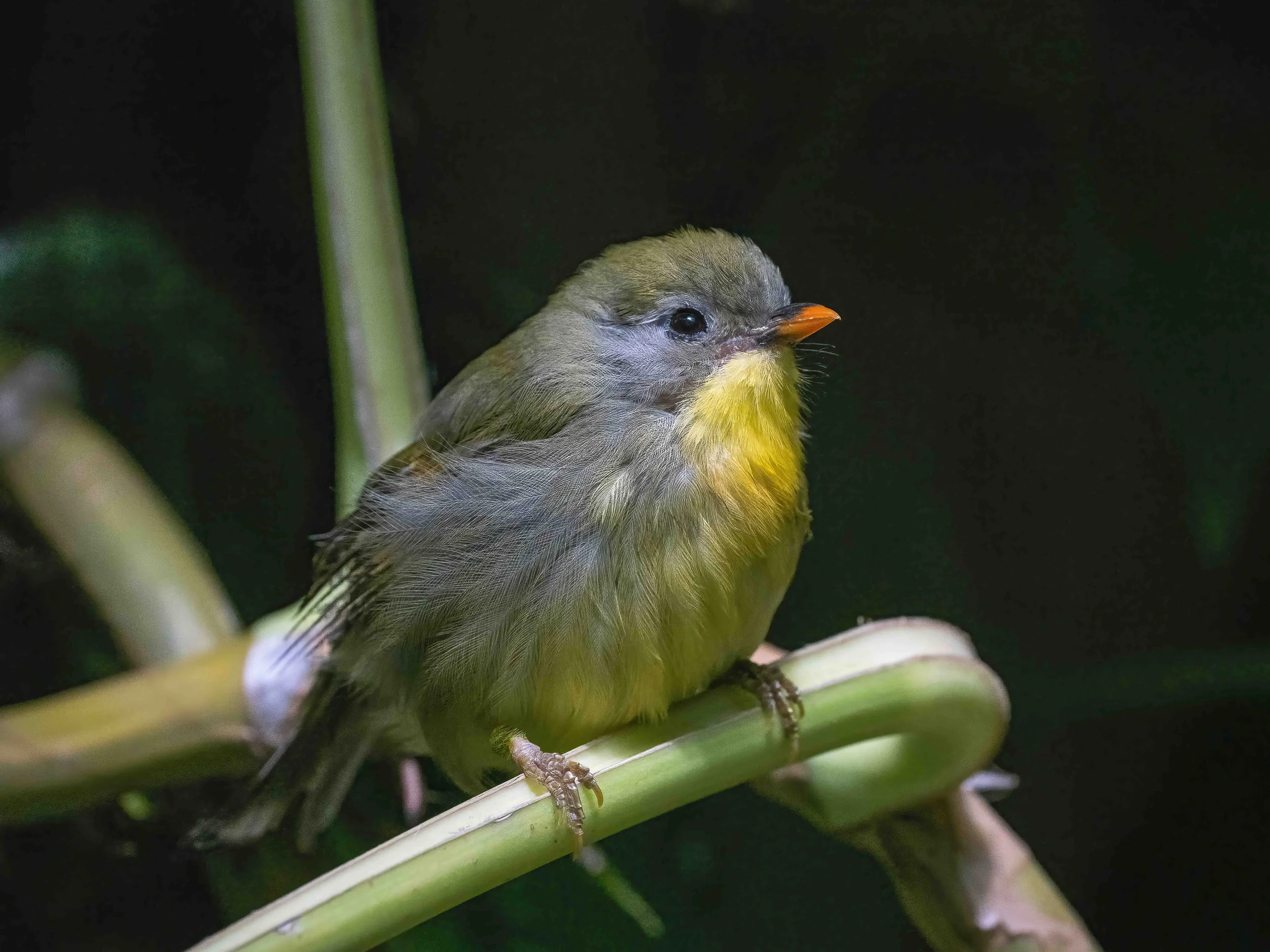 The Yellow Bellied Flyrobin a small grayish songbird short billed similar in size to a Chickadee, native to New Caledonia.