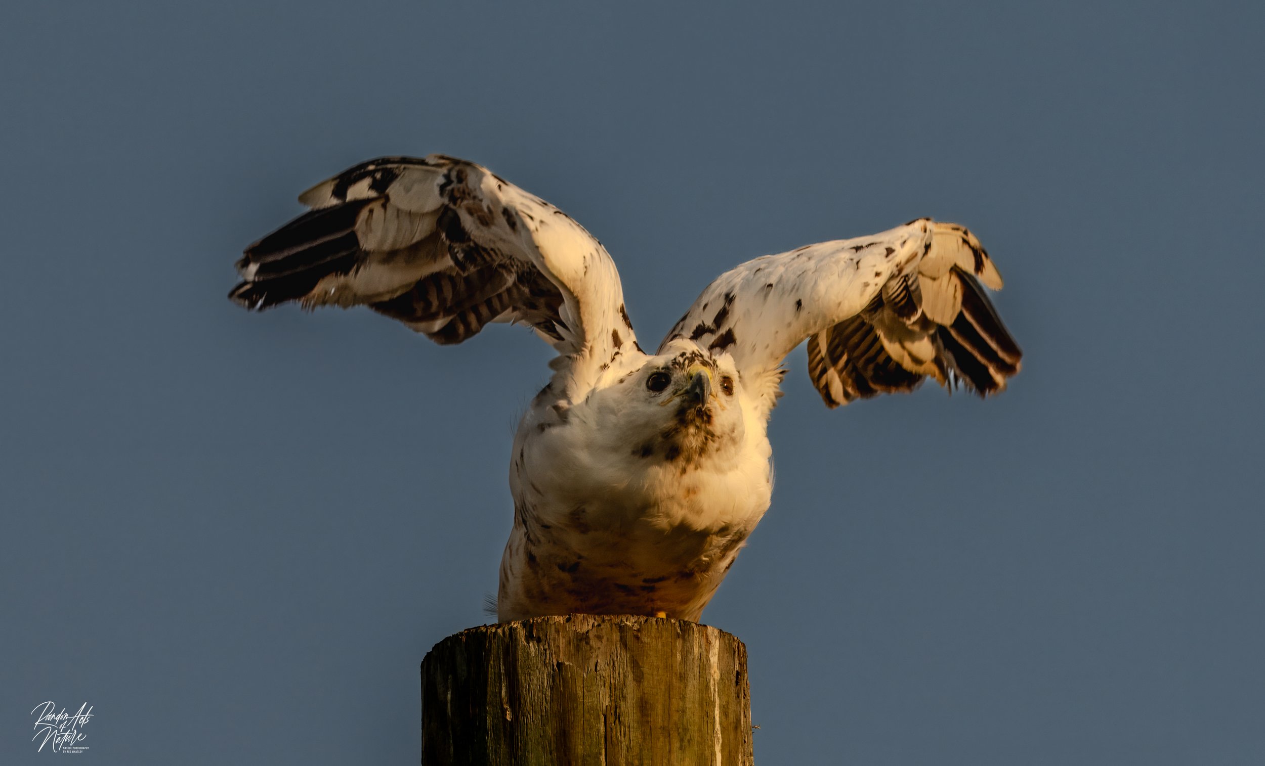 Leucistic Red tailed Hawk  09-09-2024 W.jpg