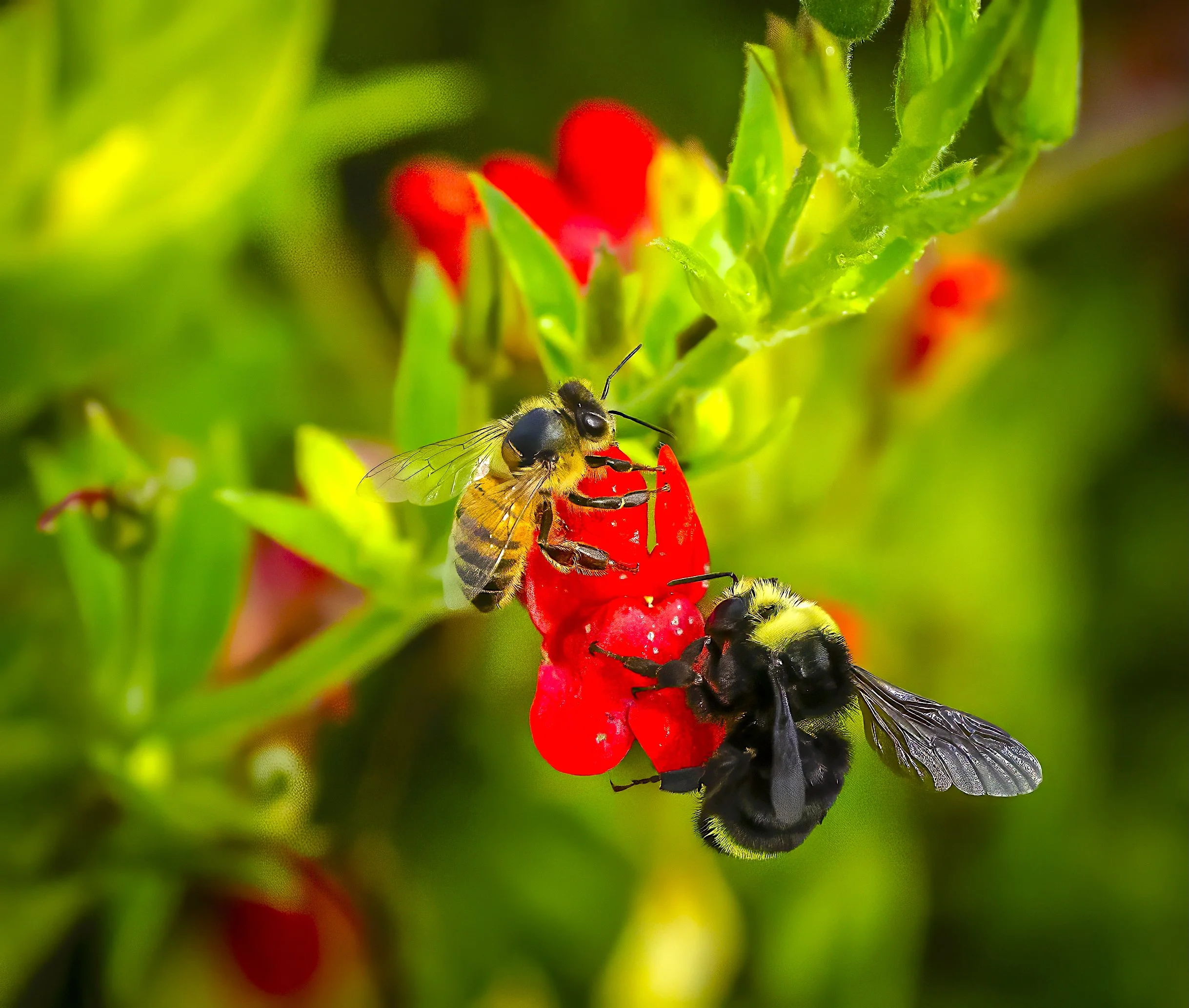 2022_03_08_Double_Bee_CbadDouble Bee 03-08-2022 Wca.jpeg