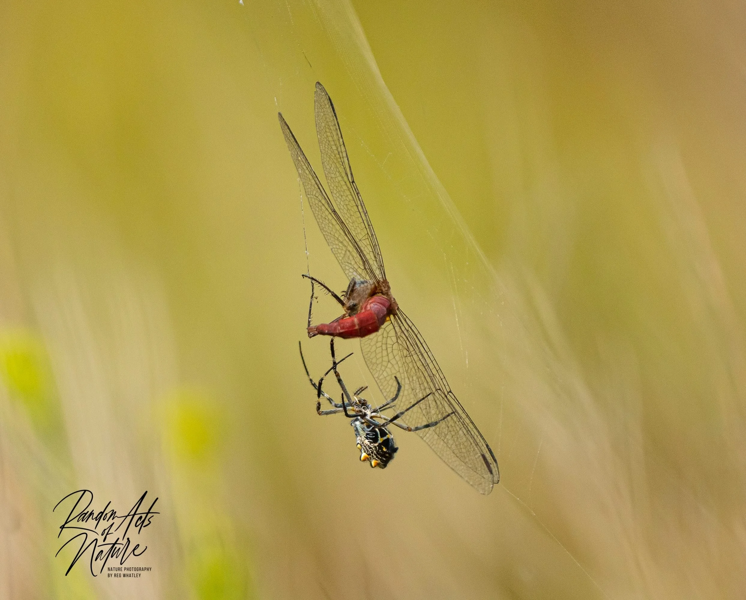 2010_11_04_Orb_Weaver_Dragon_Fly.jpeg