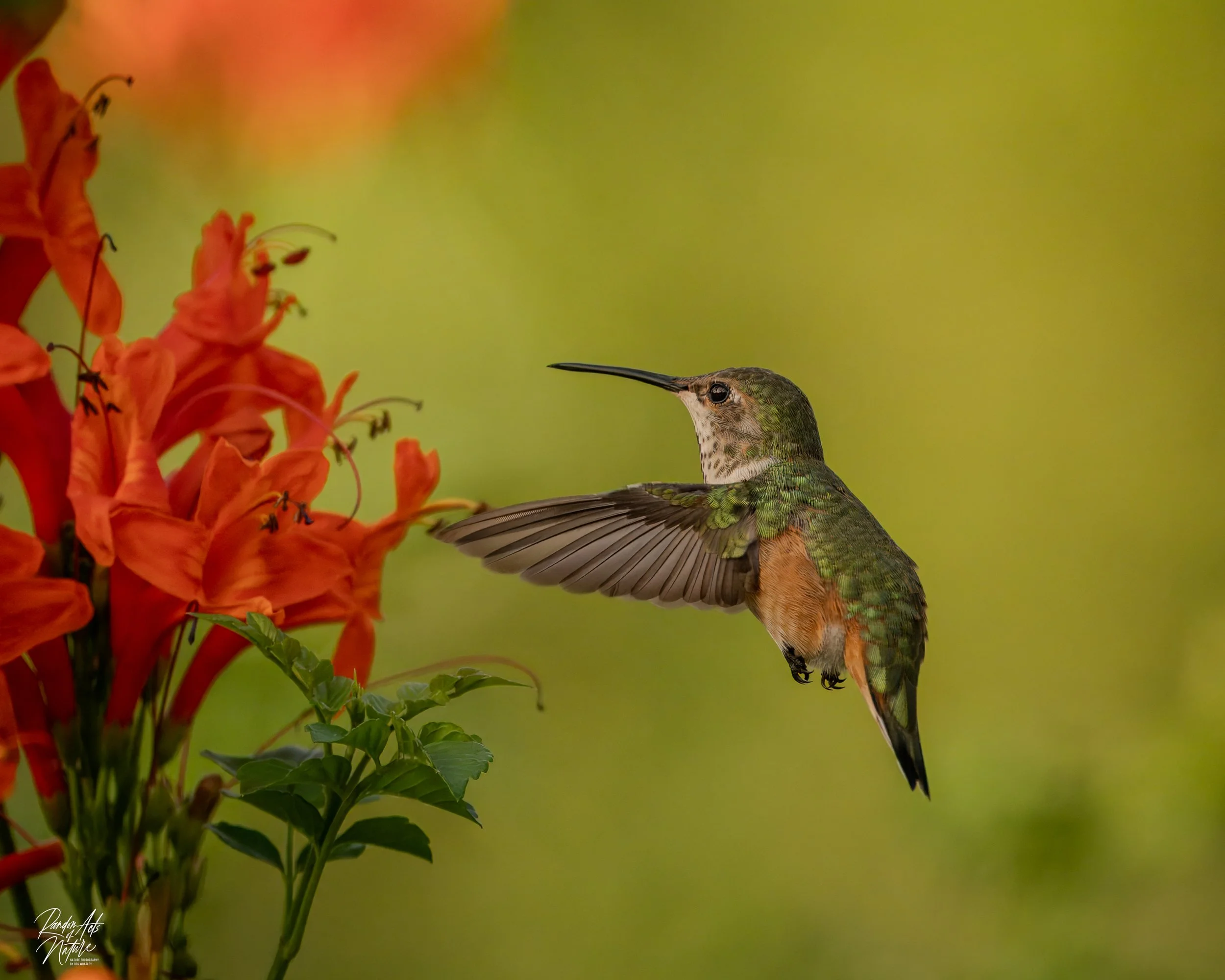 Random Acts Of Nature