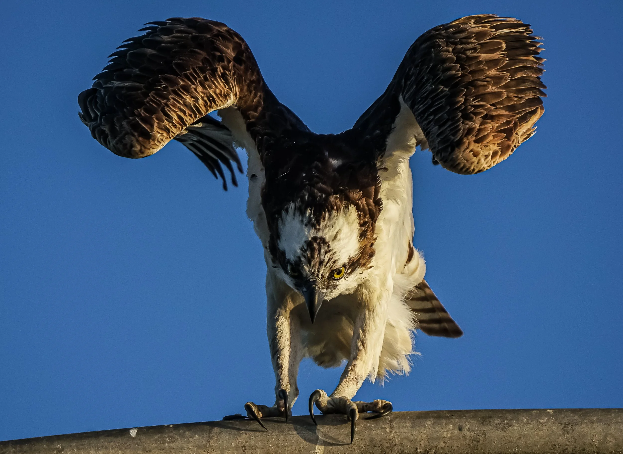 Fish Hawk no Watermark copy.jpg