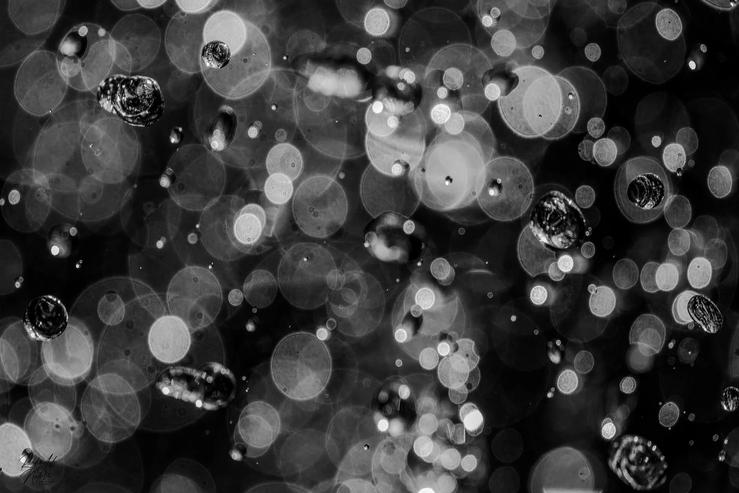 BnW Bubbles 14-02-2024 W.jpg
