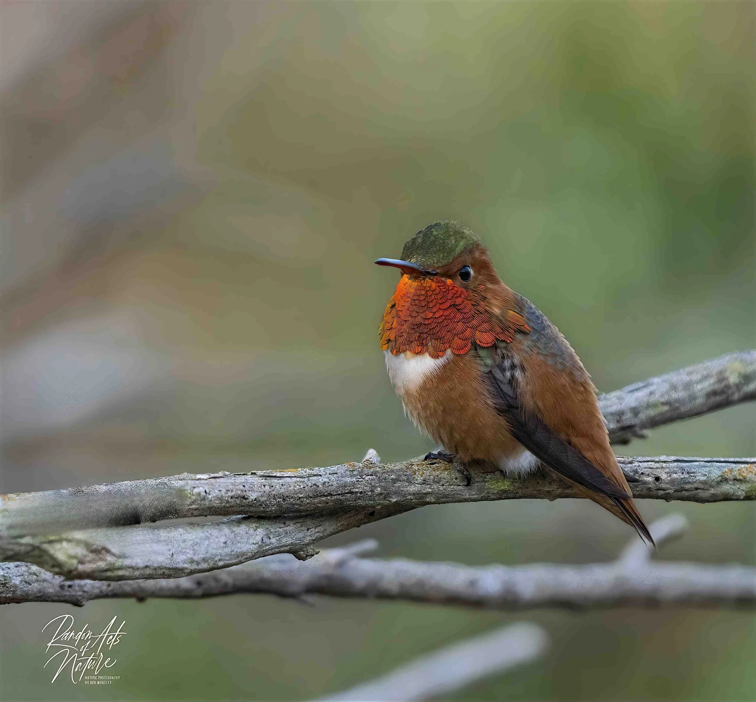 2021_08_03_Allen's Hummingbird.jpeg