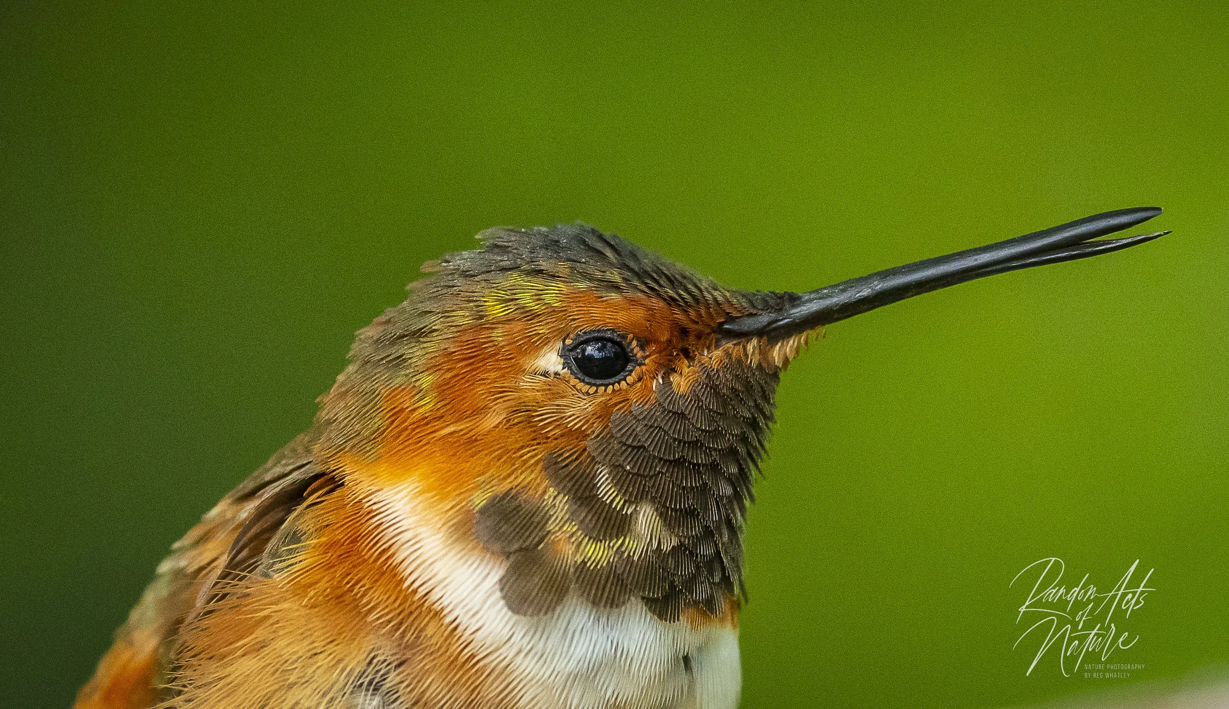 2022_07_29_Allens Hummingbird.jpg