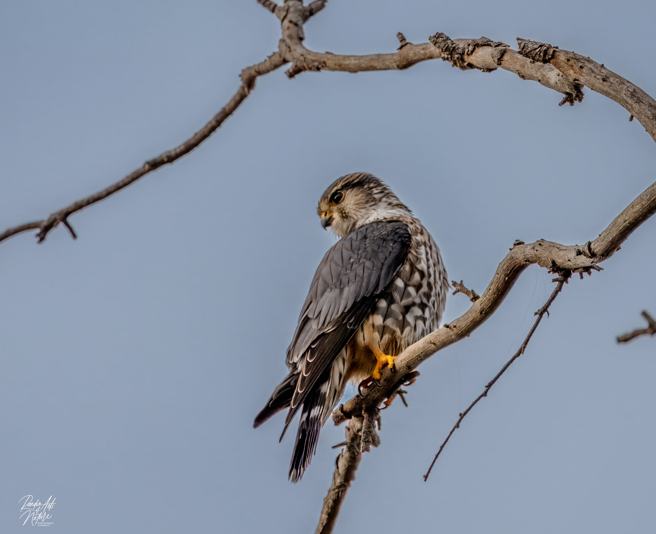 Merlin 11-09-2323 W.jpg