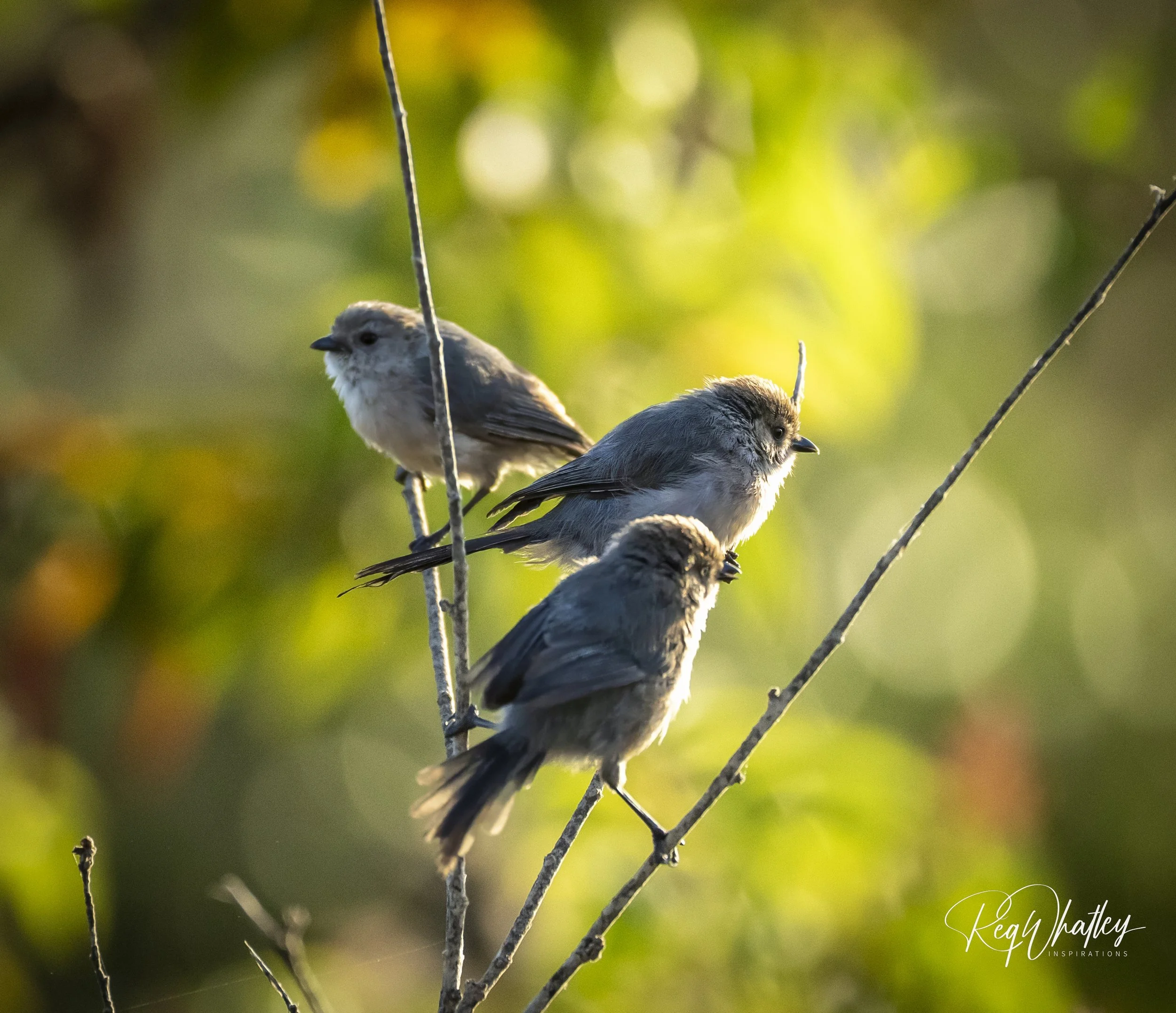 QR  171553Bushtit 09-08-2022 W-5 copy.jpeg