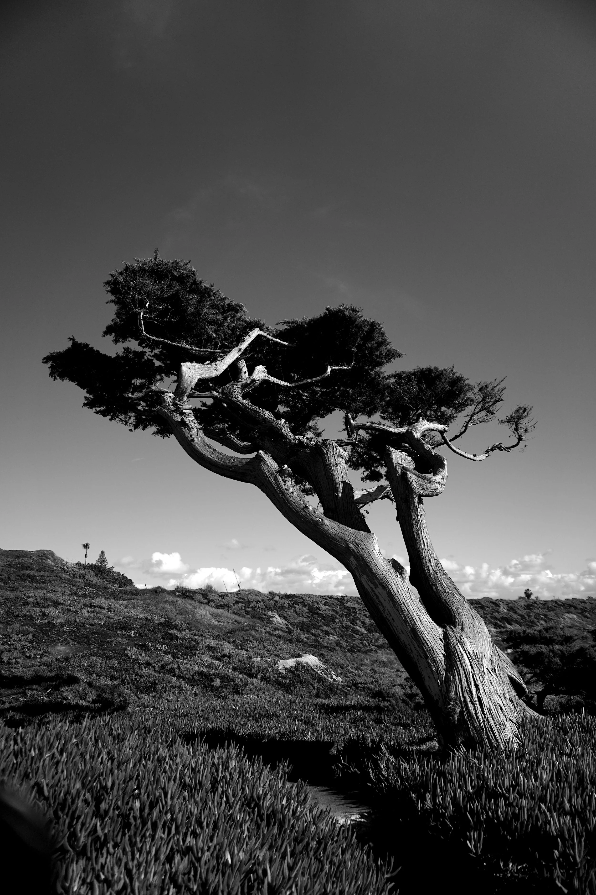 2015_03_15_Monterey_Cypress_BnW_Fuji_120_ISO_400.jpeg