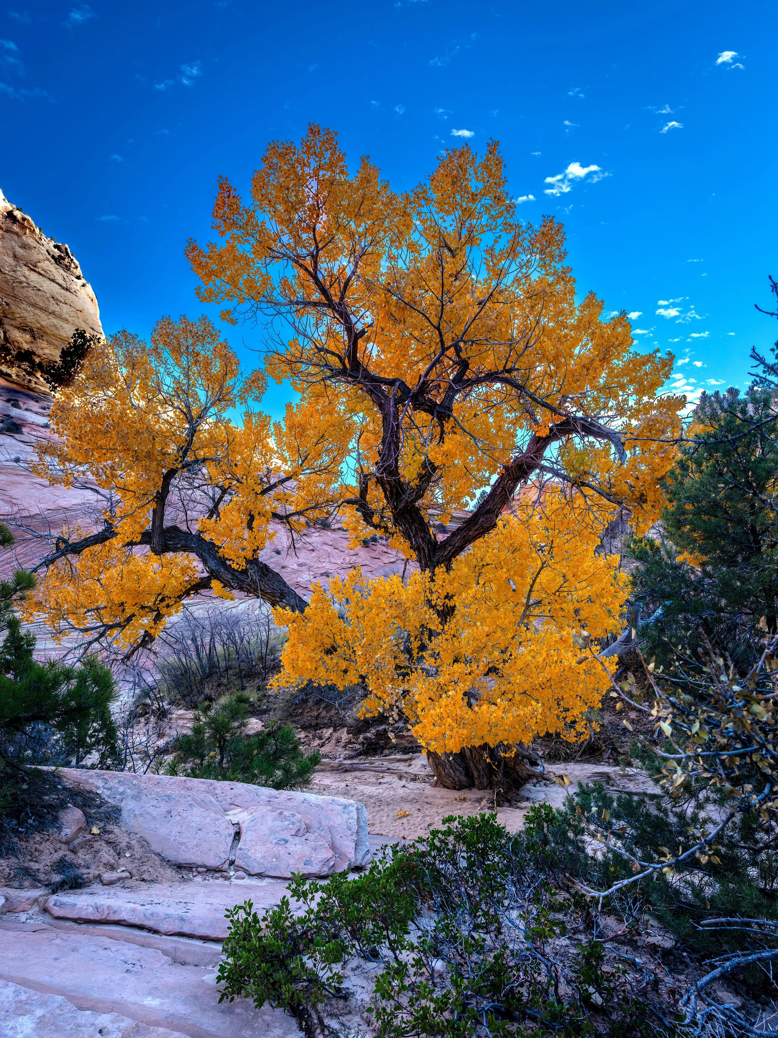 Zion Bloom 2025_12_13 Wc RWIa.jpeg