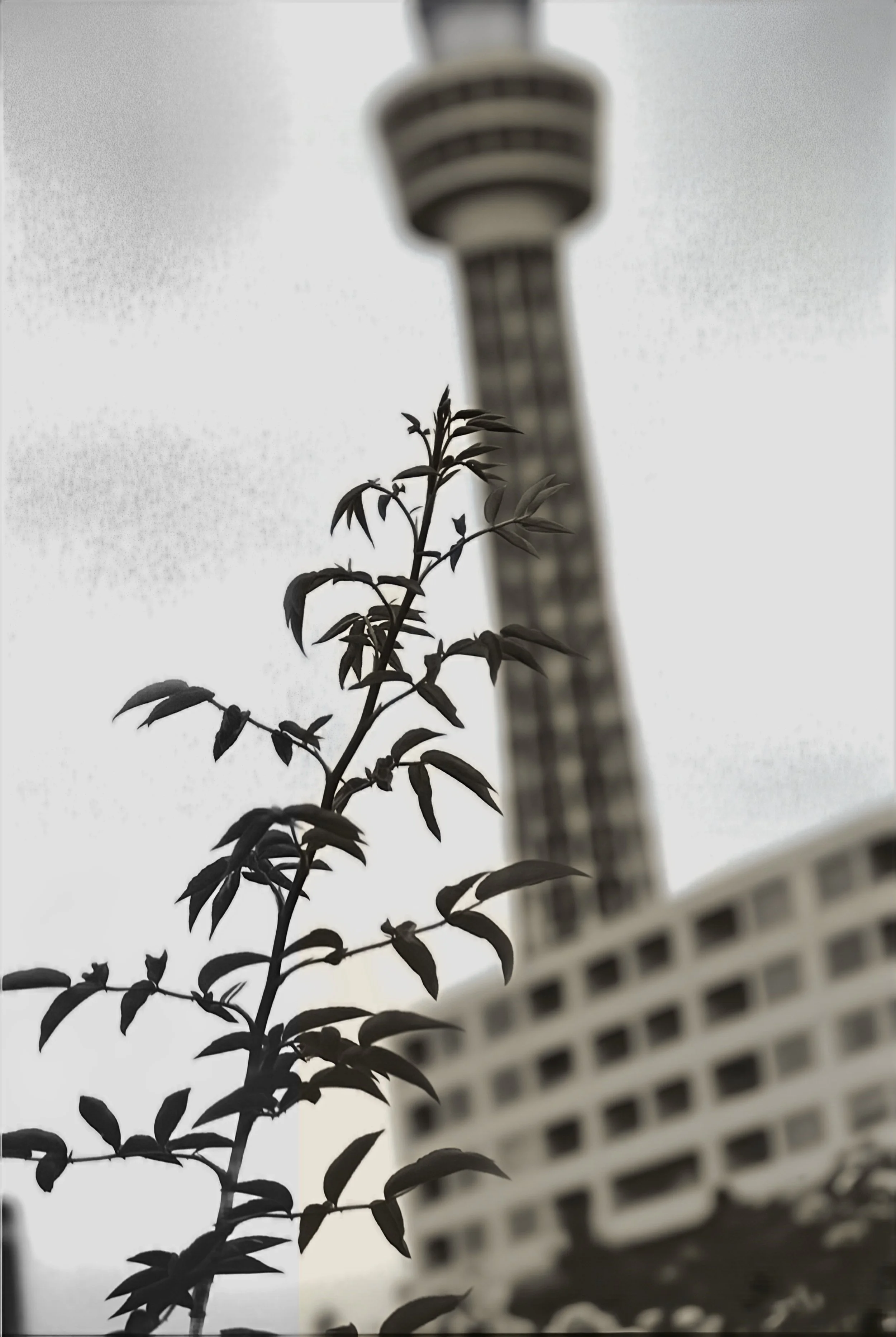QR  171553Yoko Marine Tower  Rollei RPX 100 .jpeg