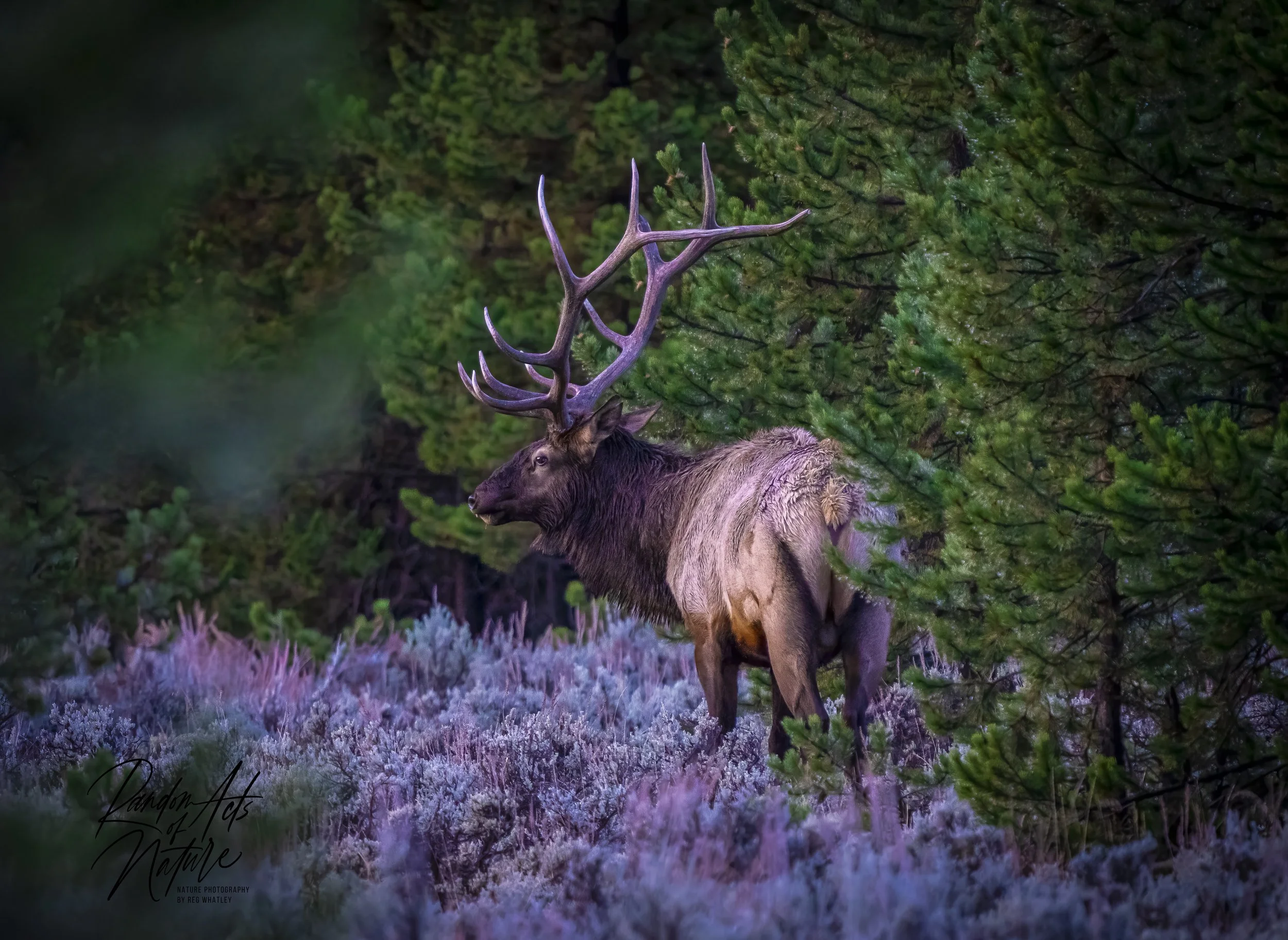Elk 12 Point Buck 11-10-2020 W-a.jpg