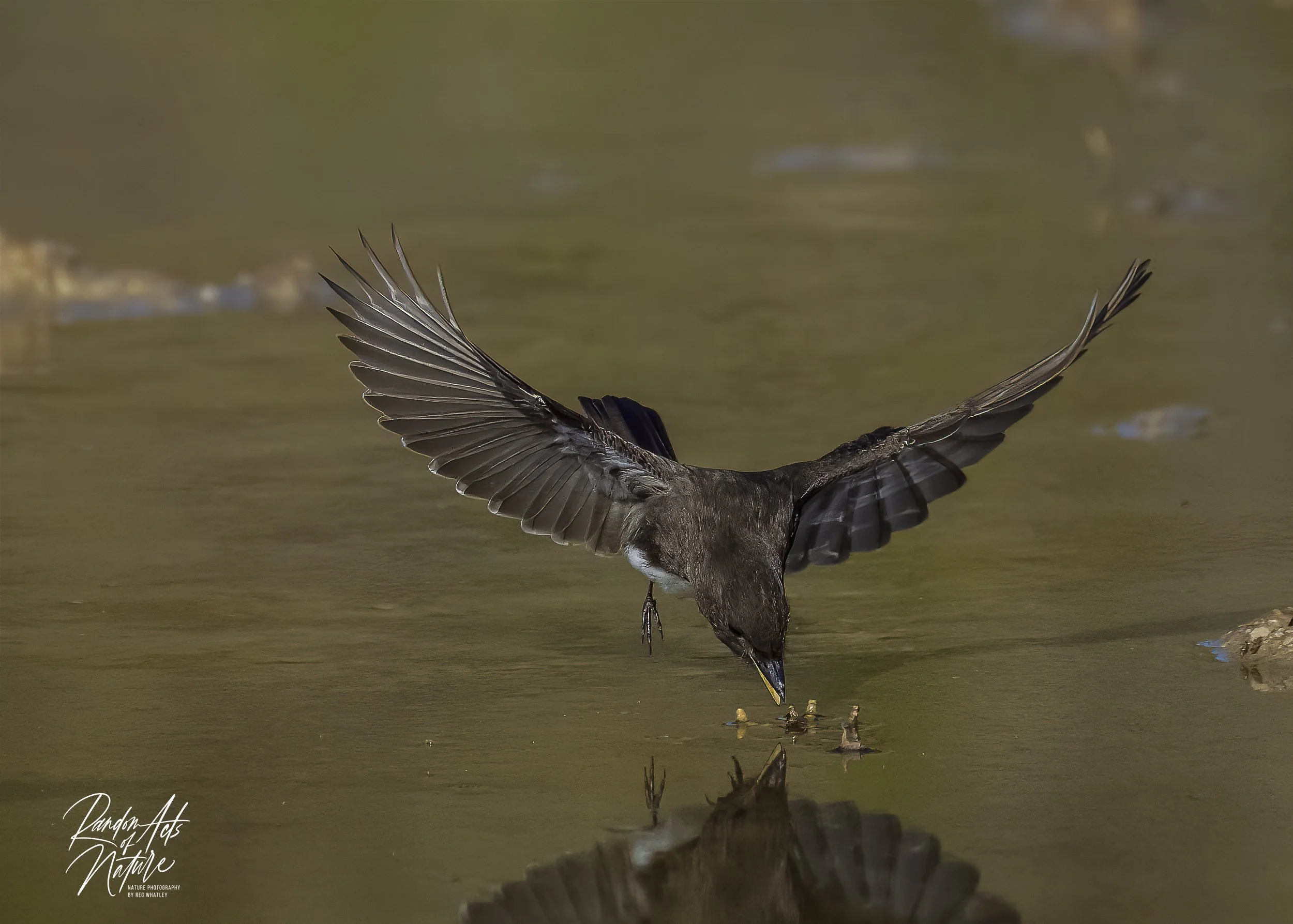 Black Phoebe 20-02-2023 W-3.jpg